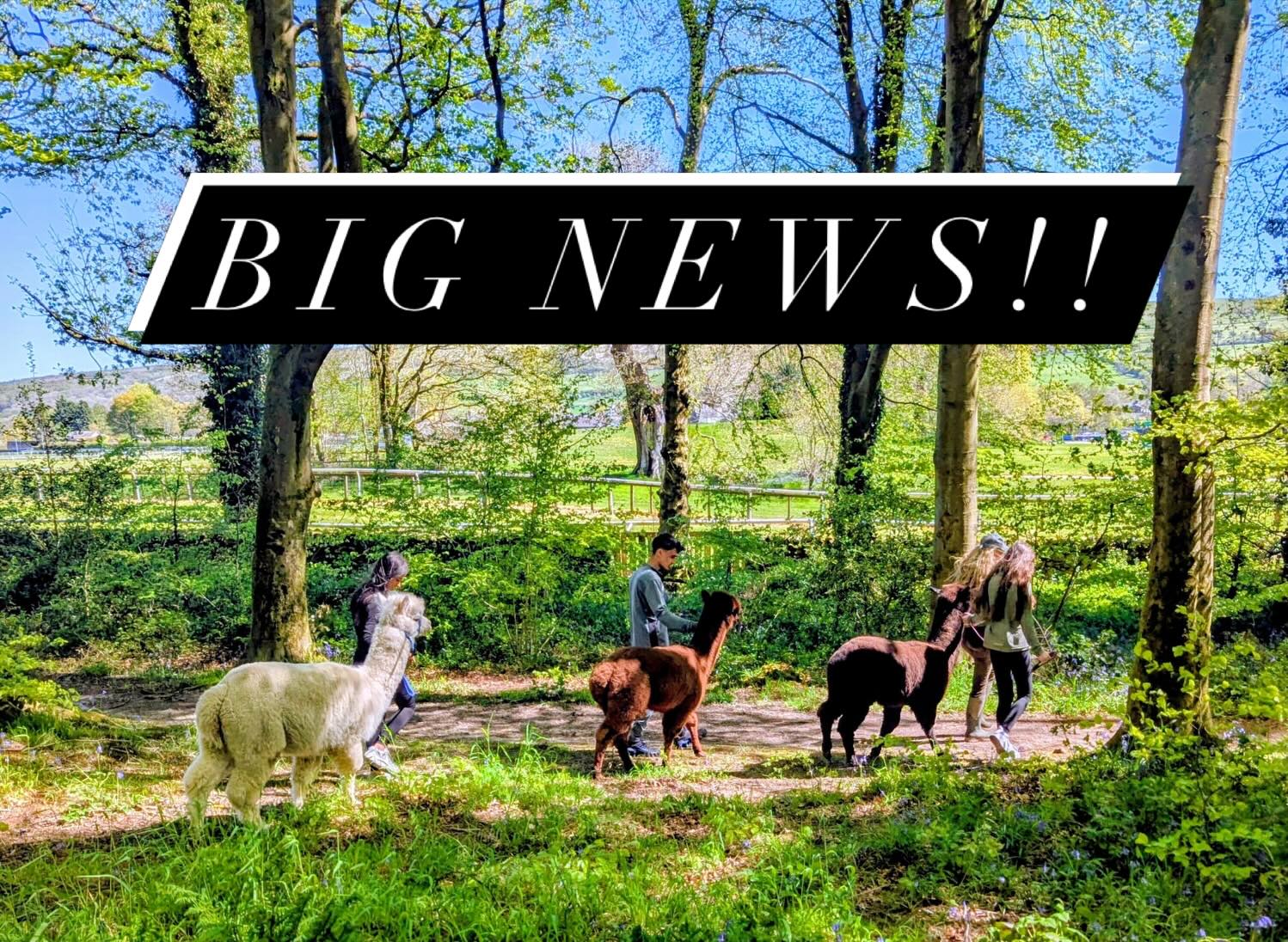 A very special milestone for All About Alpacas ✨
Our Half Day Alpaca Experience in Cartmel is now live on Virgin Experience Days and available to spread the cost with klarna
This experience was created for people who want to slow down, reconnect and share something memorable — a gentle alpaca walk through Cartmel Village, a bespoke cheese board picnic with wine, and peaceful animal connection time back at the farm.
Perfect for birthdays, anniversaries, celebrations, thoughtful gifts or simply spending time with someone you love.
I’m so proud to see this little Cartmel farm experience listed on Virgin Experience Days.
Search All About Alpacas Cartmel on Virgin Experience Days or message me for the link. #virginexperiencedays #cartmel #lakedistrictuk #experiences #alpaca