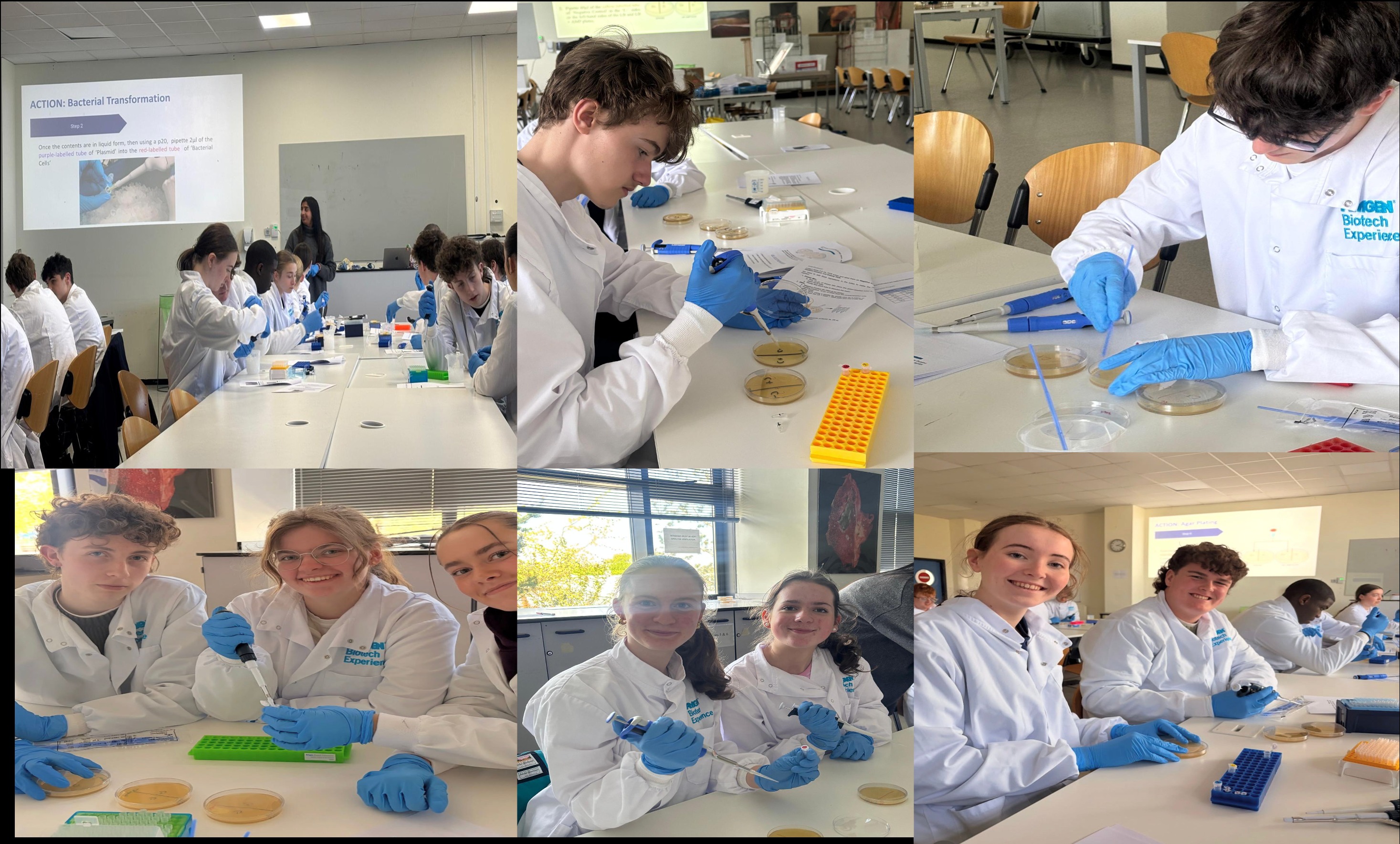 The recent ABE Advanced Workshop, a programme sponsored by AMGEN in UCD, for students was a huge success; they genetically transformed bacteria! 🎉 One of the highlights of the day was seeing white bacteria turn red through genetic engineering, a fun and interesting experience for secondary school students, and a fantastic way to bring complex science to life.
ABE welcomed 24 students from 7 schools across 6 counties. This included three of our 6th year students, Roisin, Rhiannon and Travis (seen in the bottom left hand corner) whom represented St. David's Holy Faith