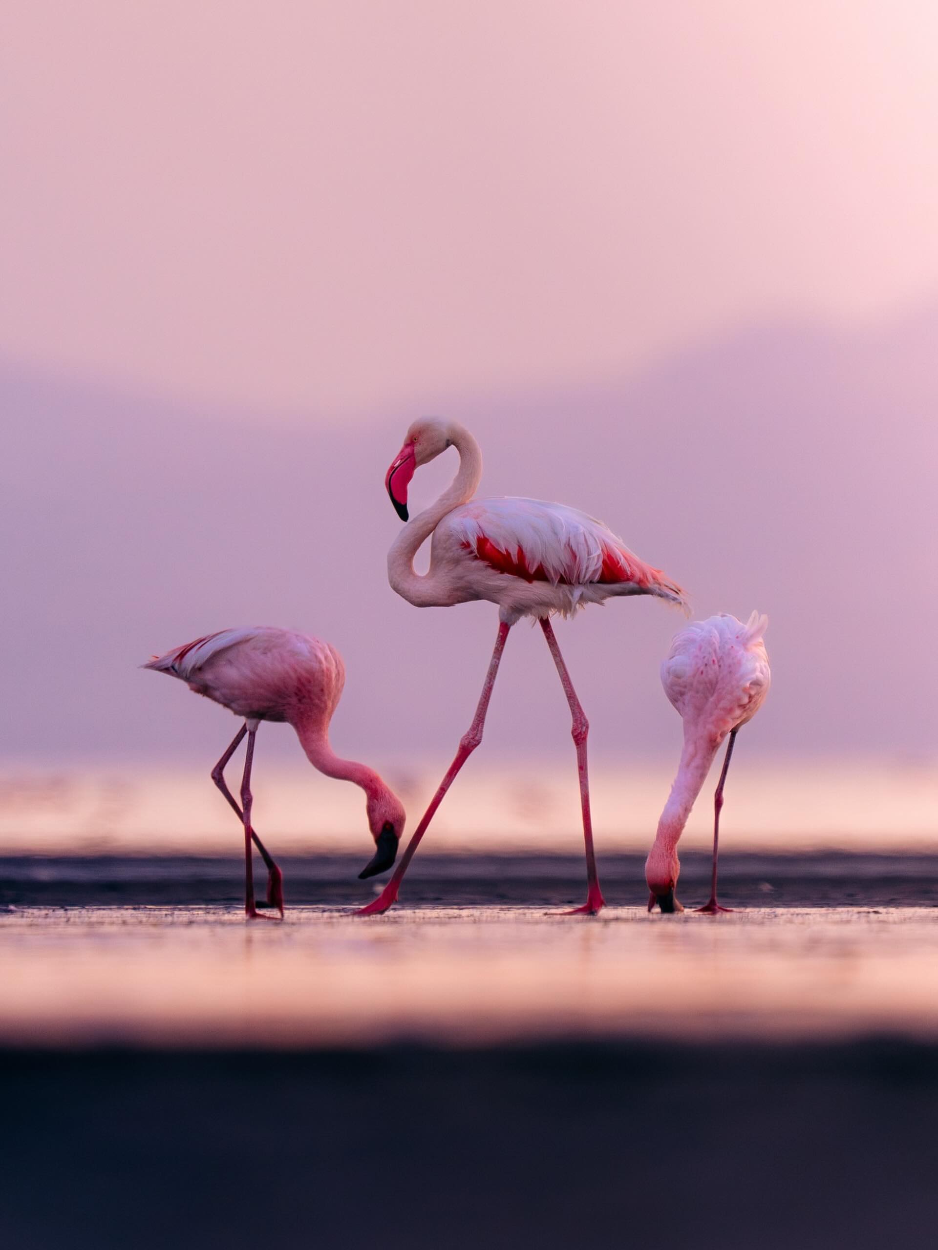 Pink Beauty of Tanzania
Experience the beauty of Flamingo in Tanzania as they gather gracefully across the lakes and wetlands.
Their bright pink colors and peaceful movements create one of the most beautiful safari moments in nature.
✨ Discover the magic of Tanzania safari!
📲 https://wa.me/255744391567
🌍 www.meilleurtours.com
#TanzaniaSafari #WildlifeExperience #ExploreTanzania #AfricanSafari#MeilleurTours