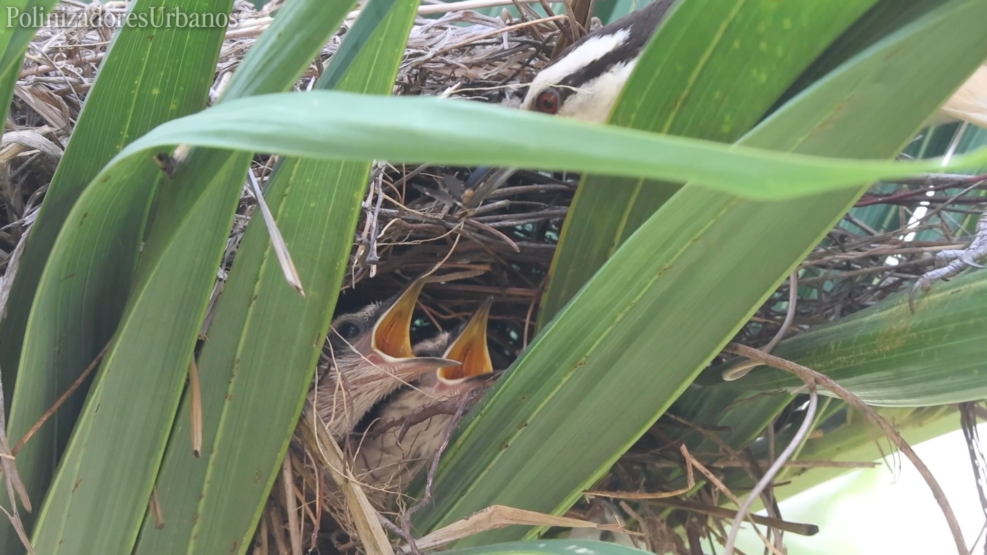 Acompáñame a ver una de mis aves favoritas, la matraca chiapaneca.
#educacionambiental #avesurbanas #biodiversidad #chiapas
