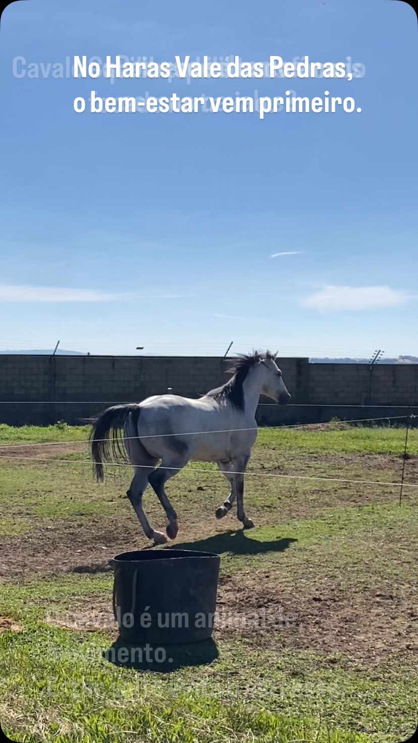O piquete não é luxo, é necessidade básica para um cavalo saudável e feliz.
Aqui no Haras os cavalos de baías são soltos nos piquetes todos os dias, priorizamos esse tempo.
E você, já soltou seu parceiro hoje?
💬 comente *Baia* e enviamos todas as informações da nossa hospedagem.
📲 11 99353-0816 - Lidiane
@harasvaledaspedrasoficial @nafernanda3
#harasvaledaspedras #manejo #baias #piquete #itupevaeregiao