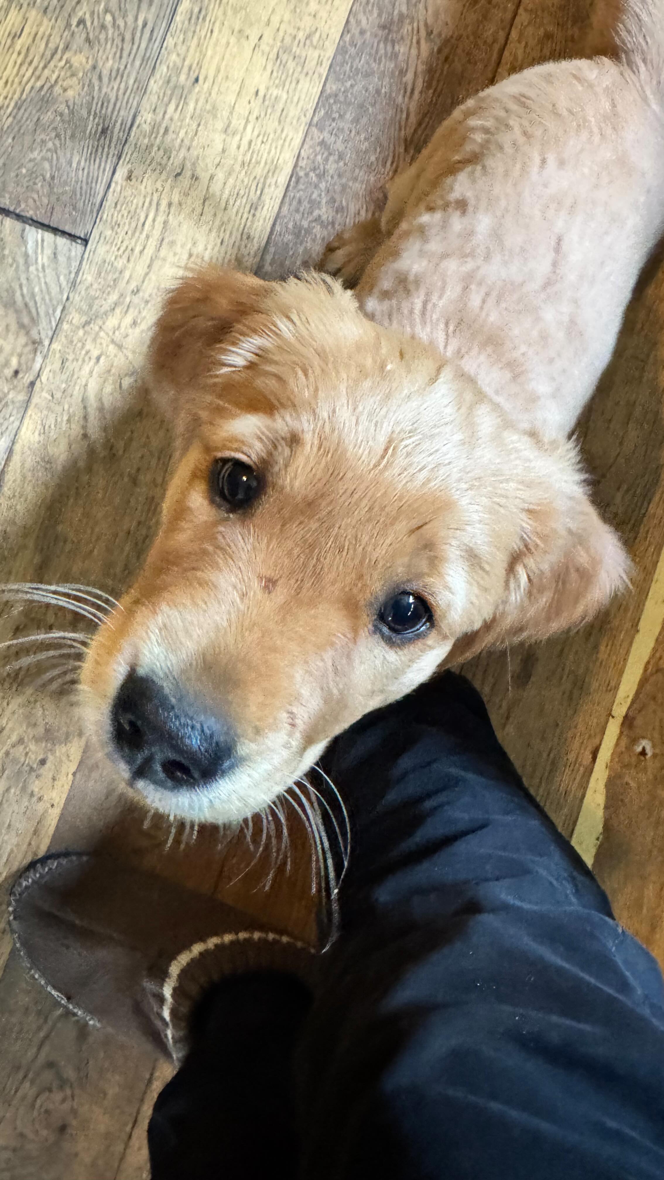 Let’s get a puppy I said 🙄🫣😍 Meet Ruby!#puppychaos #goldenpuppies