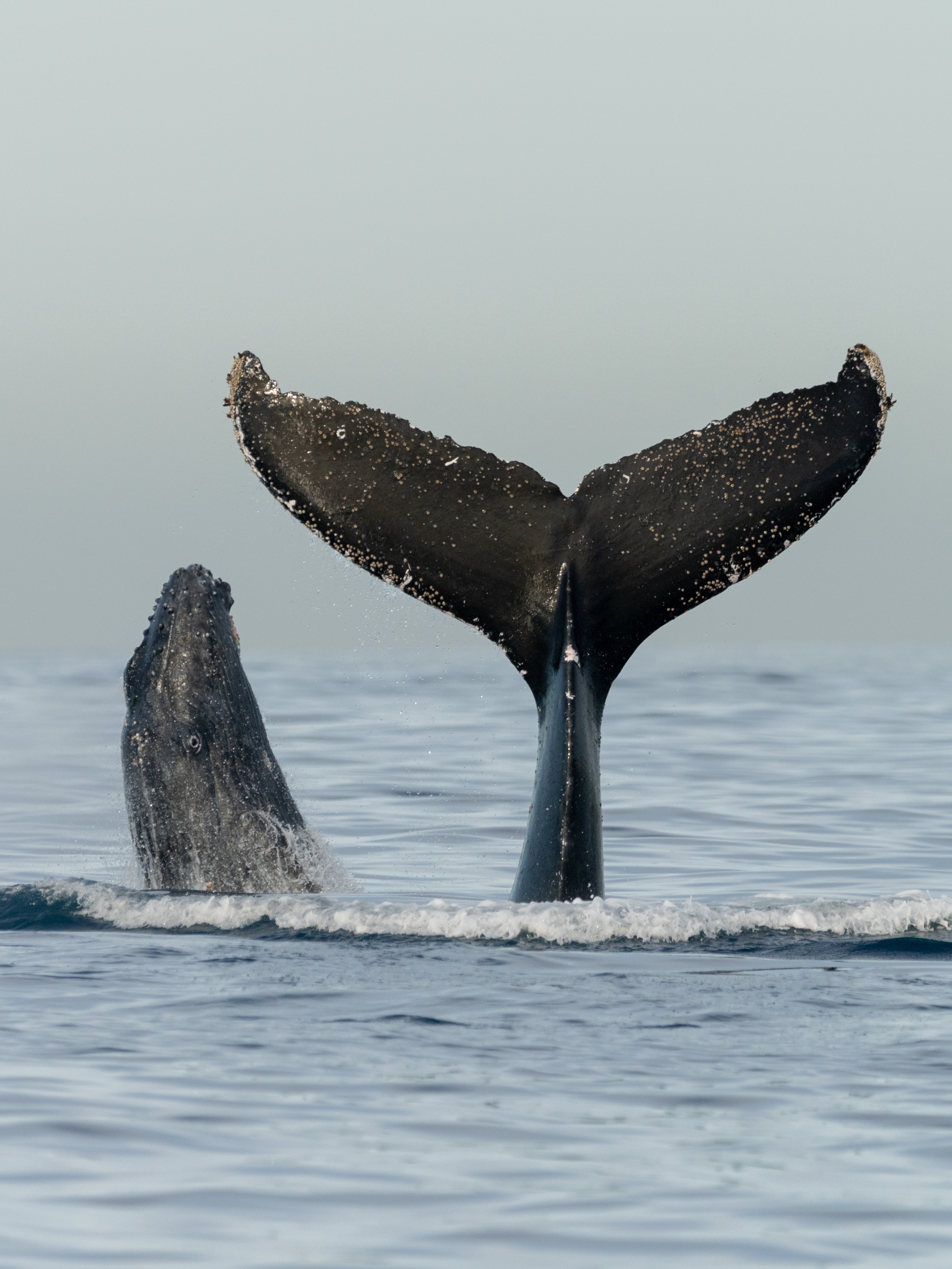 Las ballenas necesitan a sus madres. La maternidad no es solo un vínculo es una entrega constante. 🫀
Durante meses, incluso años, las madres dedican casi toda su energía a una sola cosa: su cría. Les enseñan a ‘’ser ballenas’’, las mantienen cerca de su costado, alimentan y guían en este mundo inmenso.
Priorizar a su bebé implica esfuerzo, desgaste y tiempo pero también asegura algo mucho más grande: la continuidad de su especie. 🐋🐋
Hoy, en el Día de las Madres, sabemos que incluso en lo profundo del océano, sostienen la vida con todo lo que son.
— ENG —
Whales need their mothers. Motherhood is not just a bond, it’s a constant devotion. 🫀
For months, even years, mothers dedicate almost all their energy to one thing: their calf. They teach them “how to be whales,” keep them close to their side, feed them, and guide them in this vast world.
Prioritizing their baby involves effort, exhaustion, and time, but it also ensures something much greater: the continuation of their species. 🐋🐋
Today, on Mother's Day, we know that even in the depths of the ocean, they sustain life with all that they are.
-
-
-
-
-
ballena jorobada, vida marina, océano, cetáceos, los cabos, avistamiento de ballenas, conservación marina, biología marina, especies marinas, educación ambiental, Los Cabos 2026, turismo México, ballenas en México, ecotours, tours responsables
