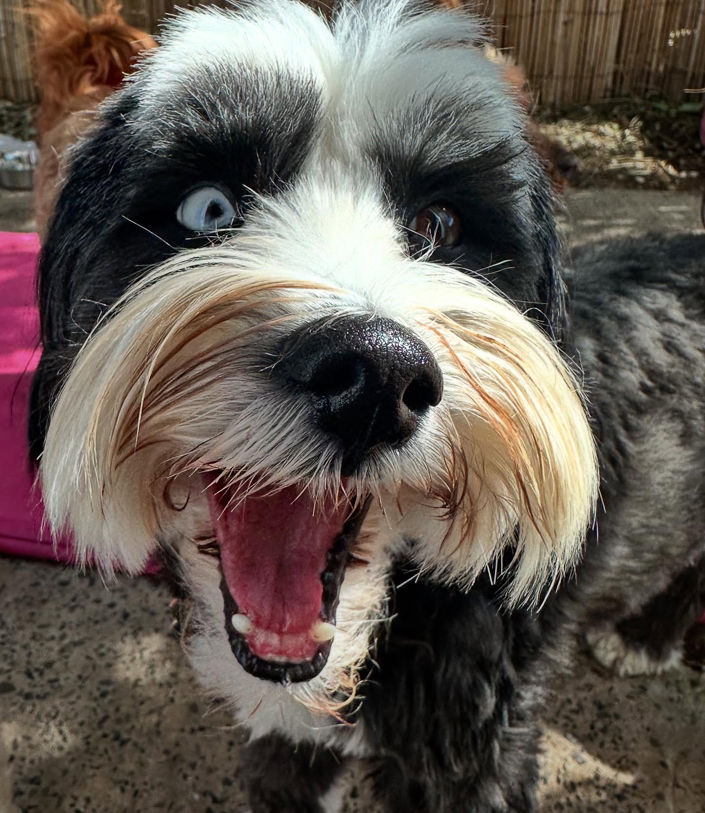 How Mabel feels about daycare 🙃 @julesdoh9 #doggydaycare #doggydaycareuk #stocktonheath