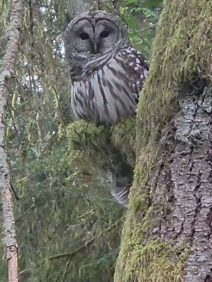 Iāve been painting owls this last week and my Mom, who lives in Kingston (across the Puget Sound) sent me this video she took of an owl in their front yard. So beautiful and magnificent! A lot of my inspiration for paintings comes from growing up here (along with the decade plus Iāve lived in beautiful West Seattle). Scroll to the second photo to see the owl painting I finished the very same day she sent me the video šš