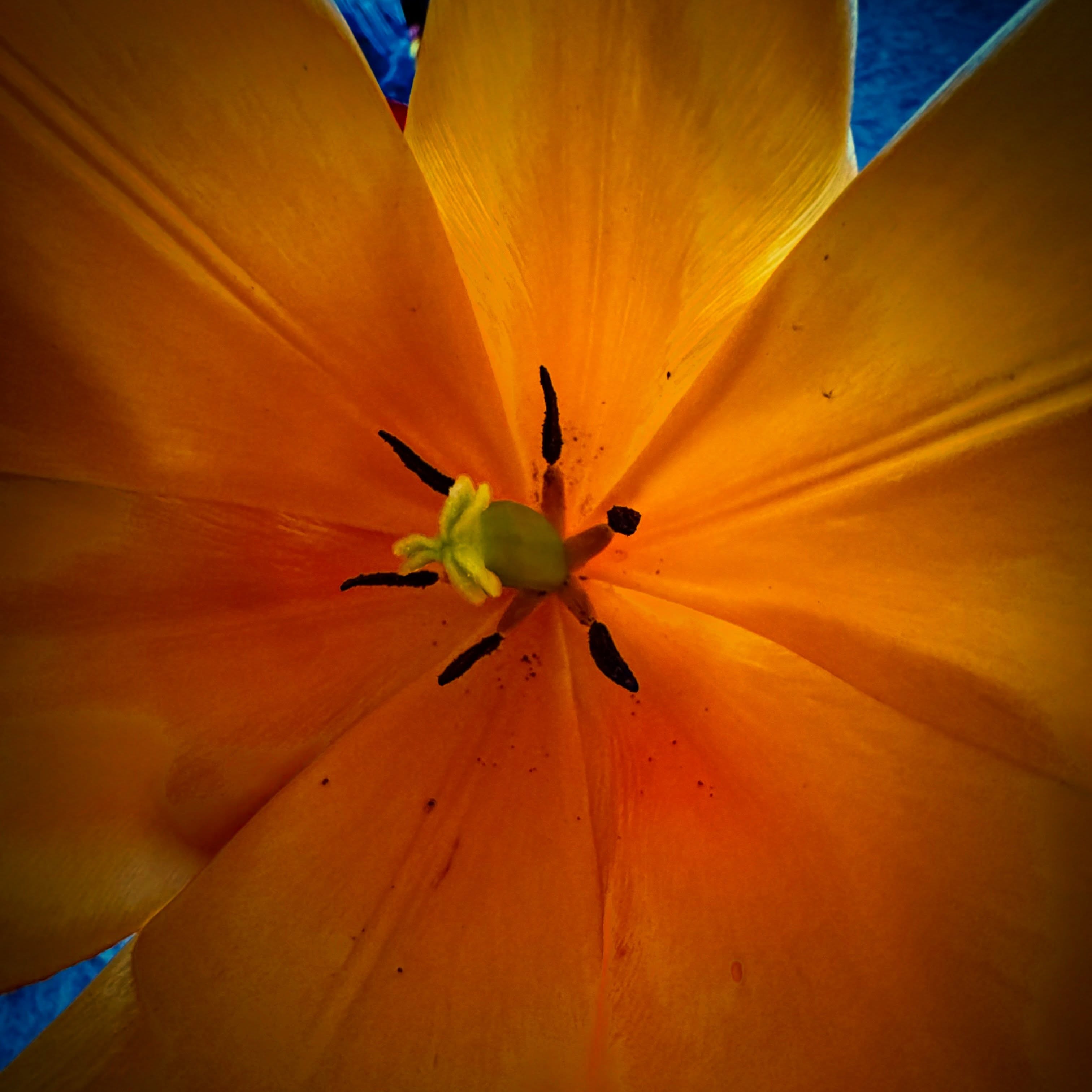 đ Happy Motherâs Day to the women who create beauty, strength, comfort, art, chaos, love, and entire worlds from scratch. đˇ
Tulips always feel like little celebrations of spring â bright, bold, elegant, and full of life. Today feels like that too. Hereâs to mothers, grandmothers, chosen family, and every woman whose creativity and care shape the people around them.
Art, flowers, colour, emotion â itâs all connected.
đˇđ
Happy Motherâs Day from CBirdCREATIVE.com đ
#MothersDay #Tulips #CreativeLife #CBirdCREATIVE #ArtAndDesign