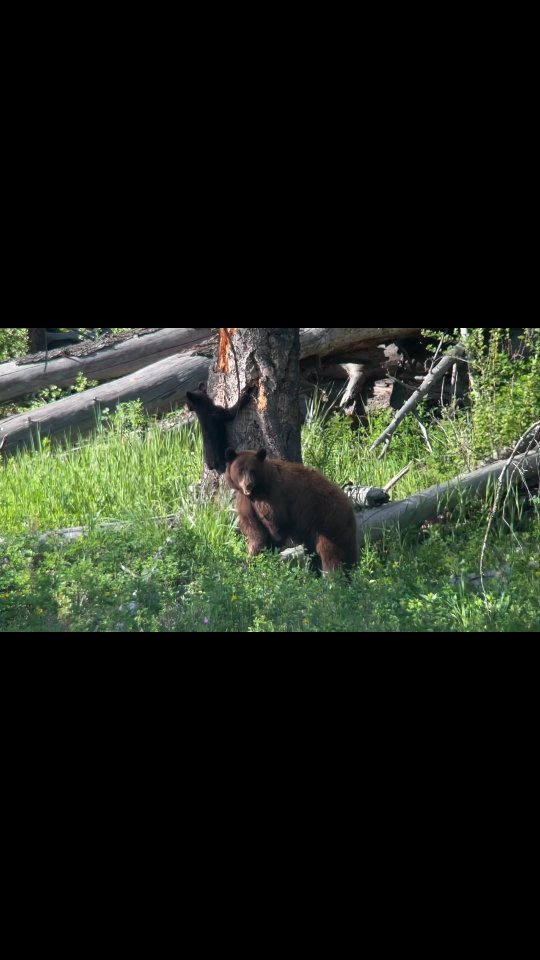 From @jojokaulphotography Bring on the babies!!!
#yellowstonenationalpark #spring #sony #wildlife #wildlifephotography