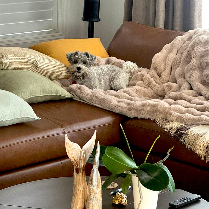 We love it when our customers are this happy with their owner’s purchase 🤣
And we completely agree — our range of faux fur blankets and cushions in beautiful Fawn and Hampton Hunter tones are an absolute must for those cool winter evenings that seem to have crept up on us.
Made in human sizes… although our four-legged children may disagree, because apparently they believe all the cosy cuddles belong to them 😂
Pop in store to feel them for yourself (its absolutely worth it) 🤗
#white_sands_interiors
#LongBayVillage
#coastaldecor
Fawn Blanket - 150cm x 200cm
$192.00
Fawn Cushion - 50cm x 50cm
$59.00
Hampton Hunter Blanket - 150cm x 200cm
$214.00
Hampton Hunter Cushion - 50cm x 50cm
$63.00