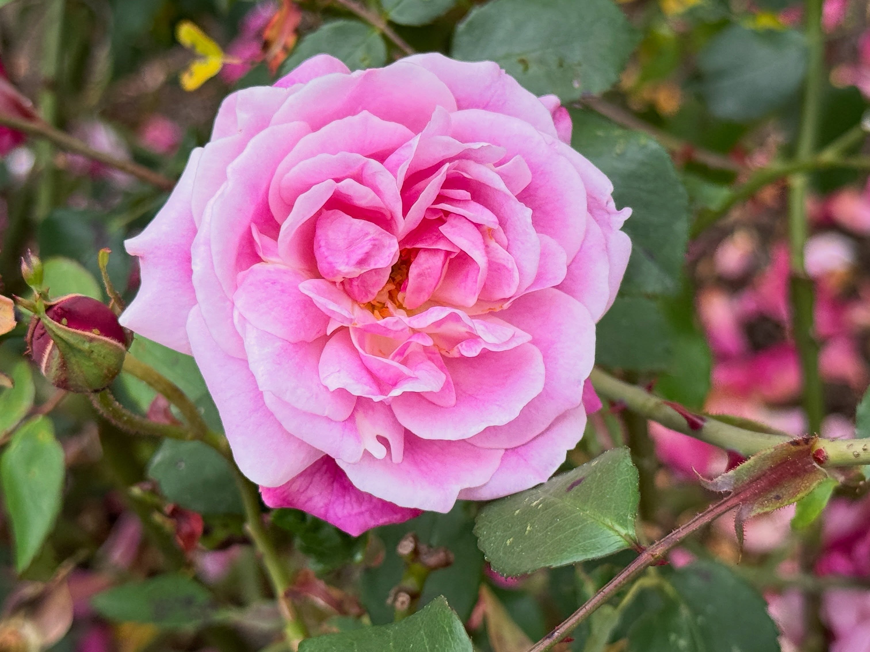 💛🌼 We got you some flowers, Mom. 🌼💛
Celebrate Mother’s Day surrounded by blooms, beauty, and fresh coastal air at Mendocino Coast Botanical Gardens.
#mothersday❤️ #botanicalgardens #gopublicgardensdays