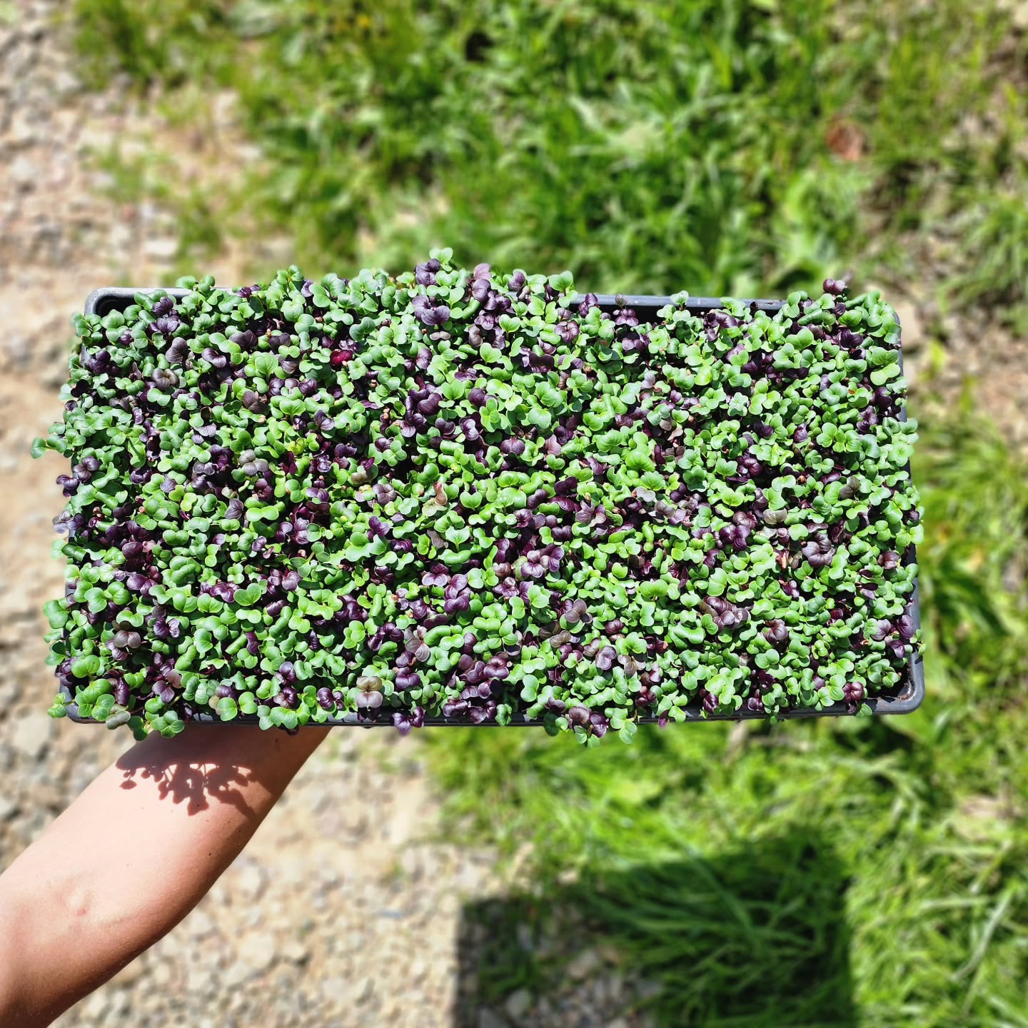 MICROGREENS, BABY! 🌱 The Bemus Point Farmer's Market is just around the corner, and we cannot WAIT to be face-to-face again with our community in the name of food, farming, and together-ness.
We will be coming in hot with some early produce, microgreens, and eggs...and the weekly offerings will get more and more beautiful as the season progresses.
Opening day is Friday, May 29th at 9AM in the Village Park! Don't miss it!
@visitbemuspoint