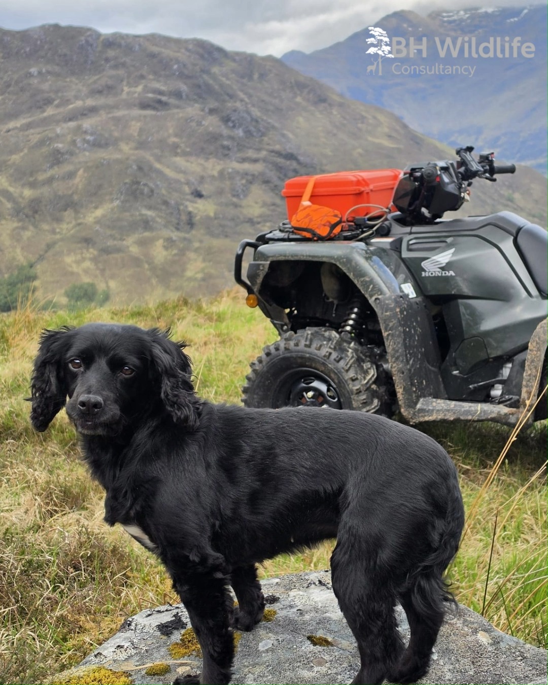 Last week, we completed another landscape-scale deer and goat census utilising boat, ATVs, vehicles and on foot. The Glenelg DMG at roughly 40,000 hectares along with another significant area further south on the Knoydart Peninsula kept the team busy. It’s was a real highlight at the end of the season as the deer census work naturally quietens down for the summer. It has to be one of the most spectacular surveys with regards to scenery we have had the pleasure of working on within the UK plus, the weather was on our side.
A huge thank you to everyone who accommodated us and helped shuttle us around by boat and across the hills throughout the project - we really enjoyed working with you all.
#dronesurvey #bhwildlifeconsultancy #deersurvey