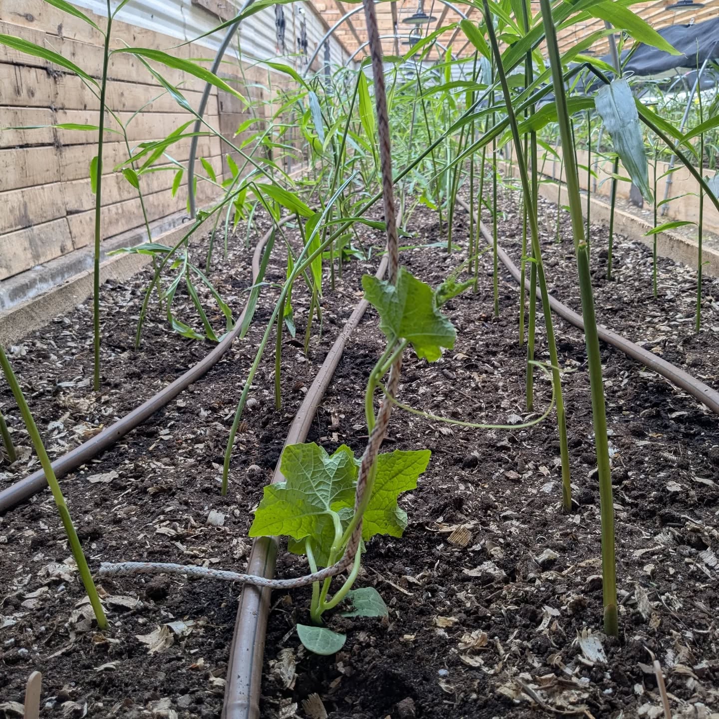 We are going to try growing our own shade cloth this year with some fantastic seedlings from @annapolisvalleyluffa !
Fingers crossed π€ we grow some shade and useable sponges at the same time.