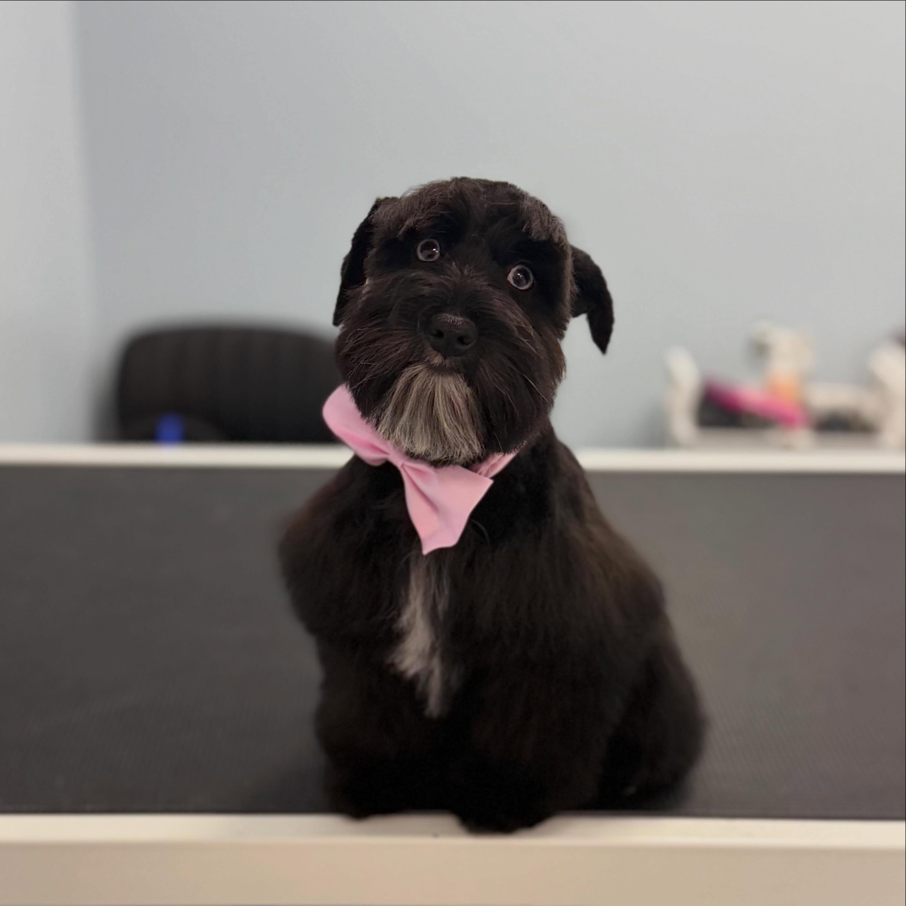 Puppies first groom π₯°
#minischnauzer #puppy #doggroomer #doglover #dogsofinstagram