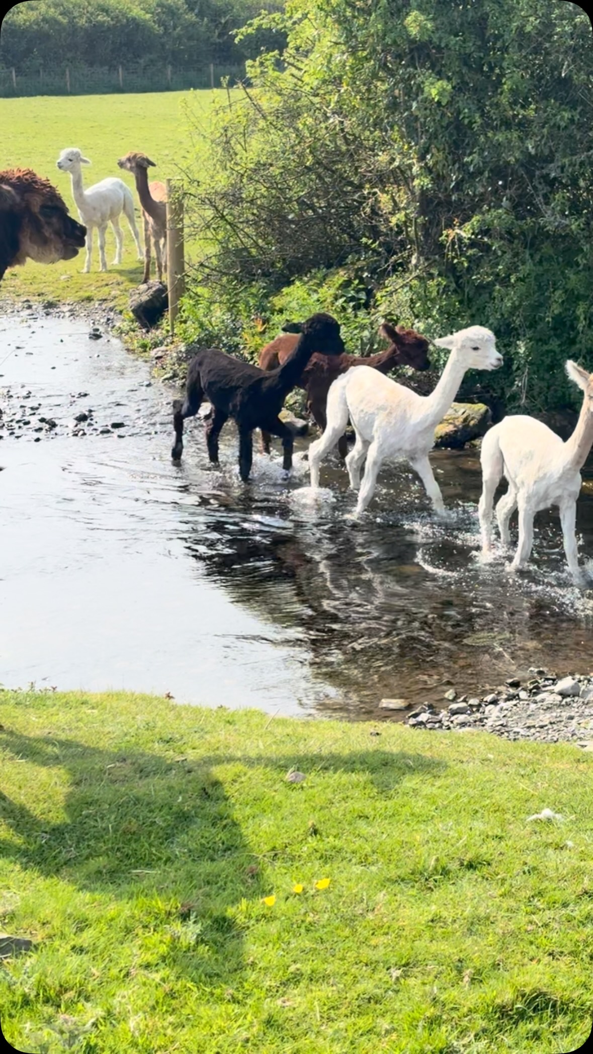 Why do alpacas need shearing?
Alpacas are sheared once a year to keep them healthy, comfortable and safe.
Their fleece is incredibly warm and continues to grow, so without shearing they can overheat during the warmer months. Shearing also helps prevent matting, keeps their skin healthy, and allows us to check their body condition properly.
It may look like a big haircut, but it’s an important part of alpaca care — and their fleece can then be used for natural fibre products.
Happy, cooler alpacas ready for summer 🌿
#AlpacaShearing #AlpacaCare #AlpacaFarm #LakeDistrictFarm #Cartmel CumbriaLife FarmLife AnimalWelfare AlpacasOfInstagram NaturalFibre