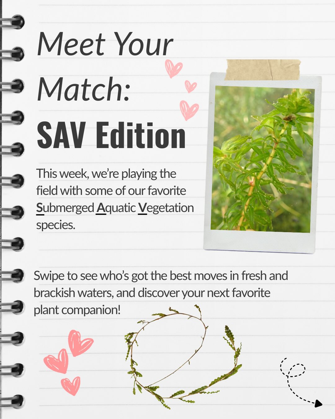 Submerged aquatic vegetation plays an important role in healthy aquatic ecosystems— but today, we’re getting to know these species a little differently.
Swipe through to learn about some SAV species, their habitats, and their personalities along the way! 🌊
Interested in learning more about the SAV species found in our Delaware waterways? Visit DelawareSAV.org/how-to-id 🌿