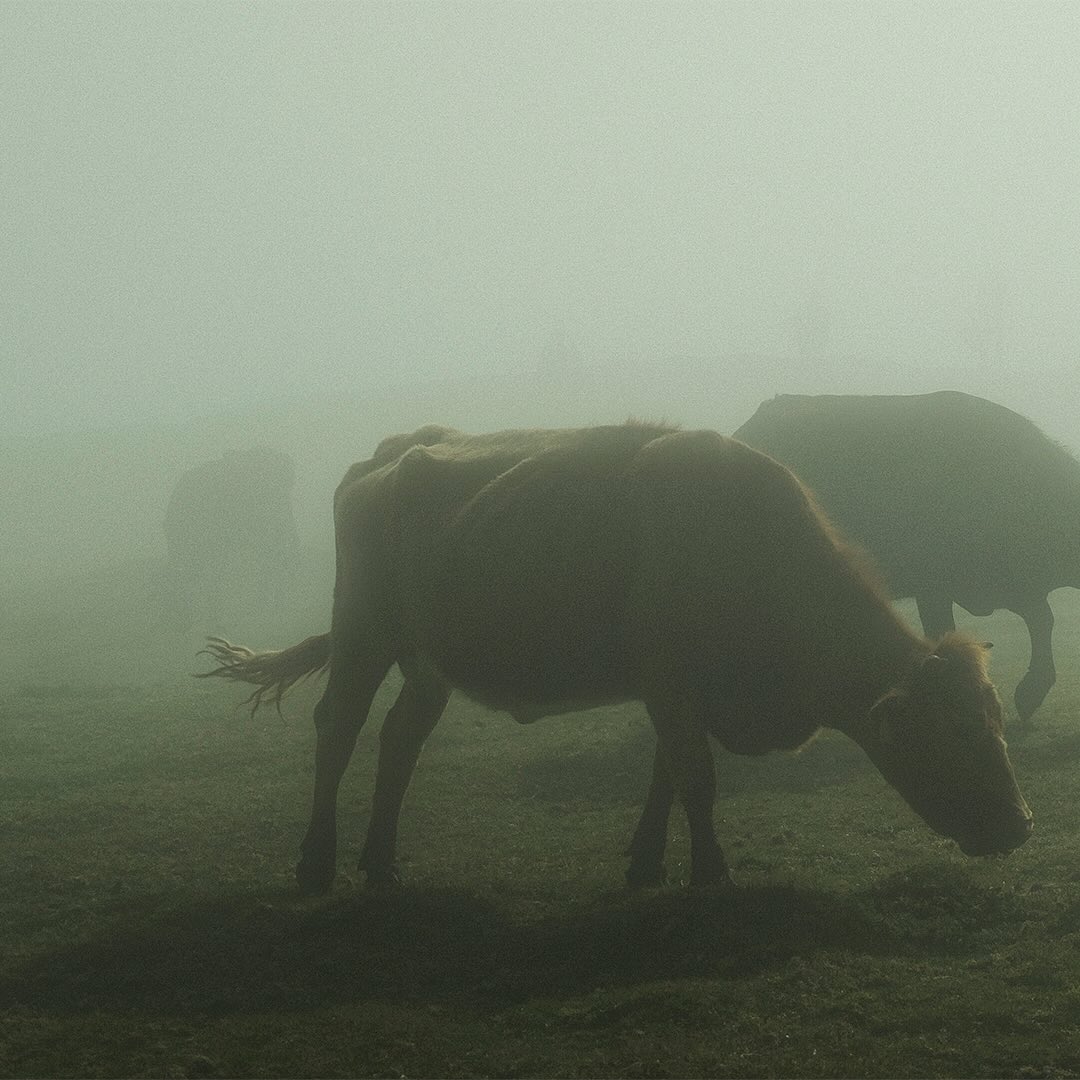 Madeira in the fog.