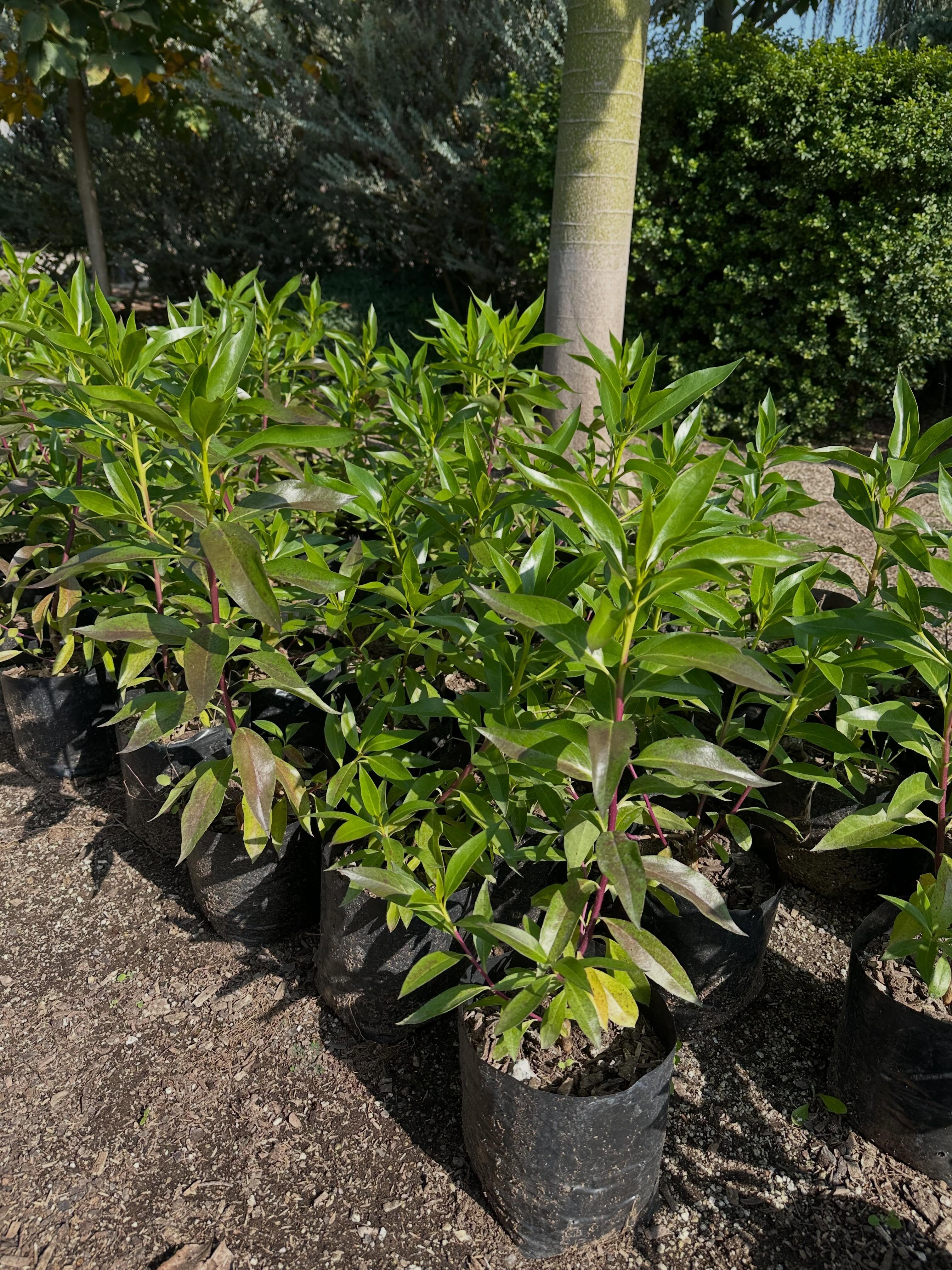Miosporos y Stenocarpus para cerco vivo