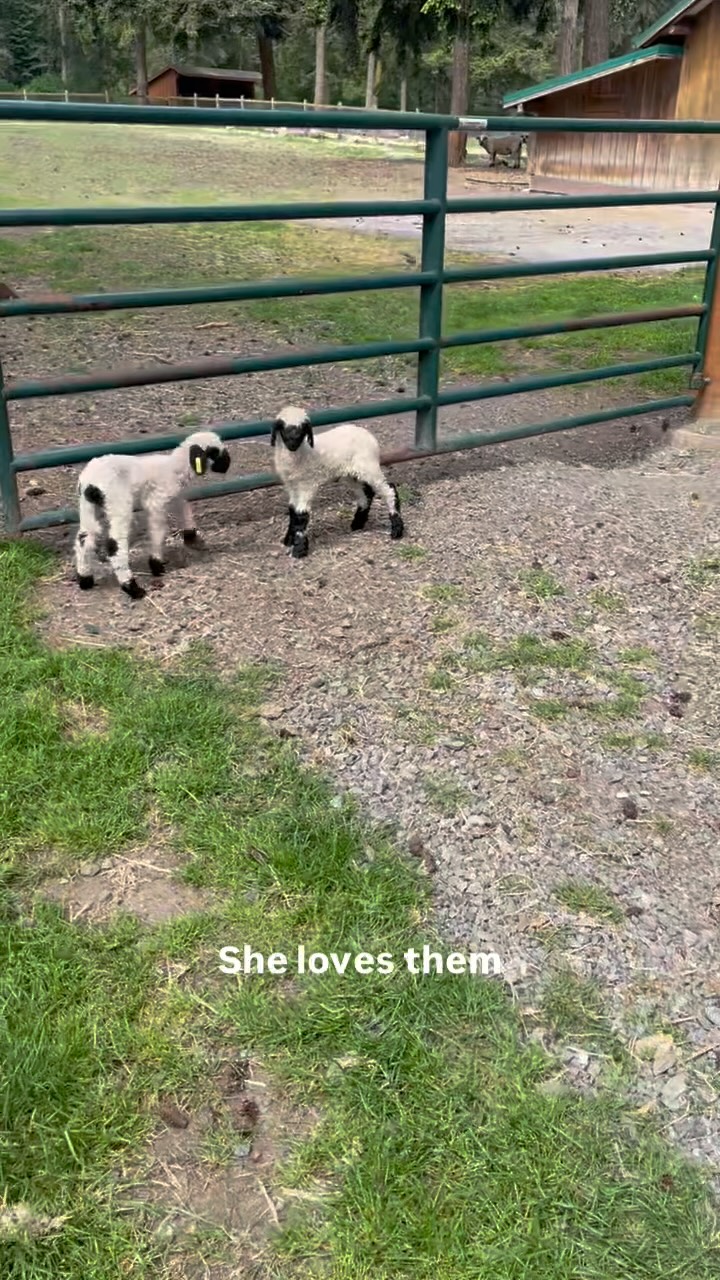 First day out to pasture for this sweet little trio! 🐏🐑🐑💕
#valaisblacknosesheep #lambingseason #springlambs #cutestsheepintheworld
