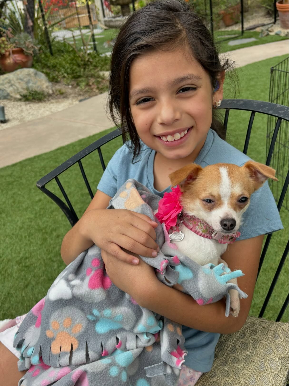 Precious 4 lb Liliana has been waiting for over a year for her Forever Family and she got that yesterday!! 💕💕
We rescued Liliana and her 5 siblings from a very neglectful home last year. (You may remember her tiny sibling Neri, whose eye had been gouged out.. We got her straight into surgery and now she's living her Best Life up north.)
Liliana's hip & back legs had been injured somehow, so we paid for two separate surgeries with an orthopedic veterinarian & she's been in rehabilitation for the past 5 months...
She's now able to walk & run and we are SO grateful to our partner @bettygx for lovingly caring for Liliana this past year... 💞
Our sweet little girl is going to be SO loved and cherished and will have the kind of life she's always deserved... 💖
#tinychihuahua #survivor #happilyeverafter #nevergiveup #almarescue
