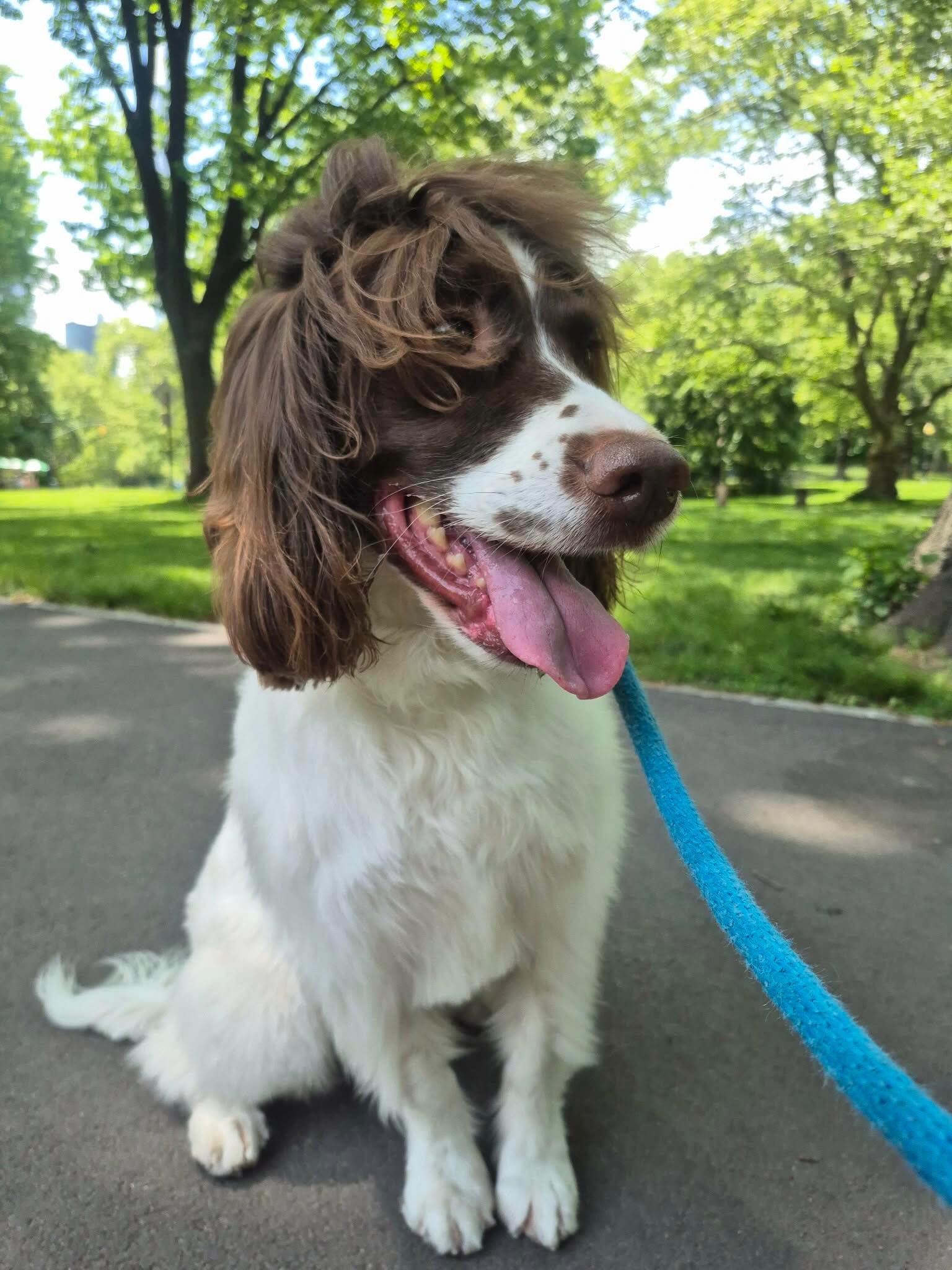 Stunning without even trying 😉
#dogsofallboroughs #englishspringerspanielsofinstagram #englishspringerspaniels #dogsofnyc #spanielsofinstagram
