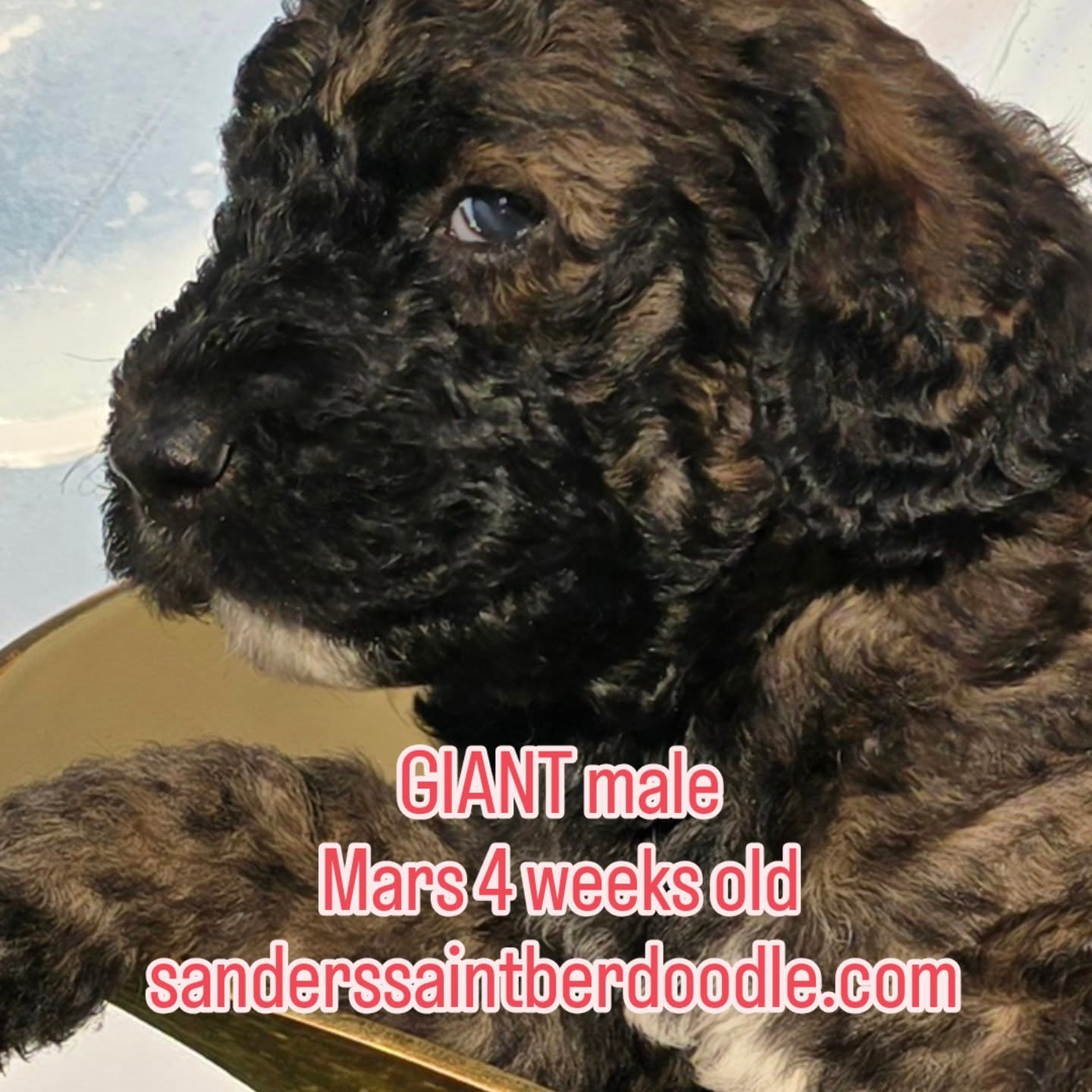 Available Giant male
Mars 4 weeks old, 5 lbs 11 oz.
.
.
.
.
.
.
#sanders_saint_berdoodle #Poodle #saintbernard #stberdoodle #puppy