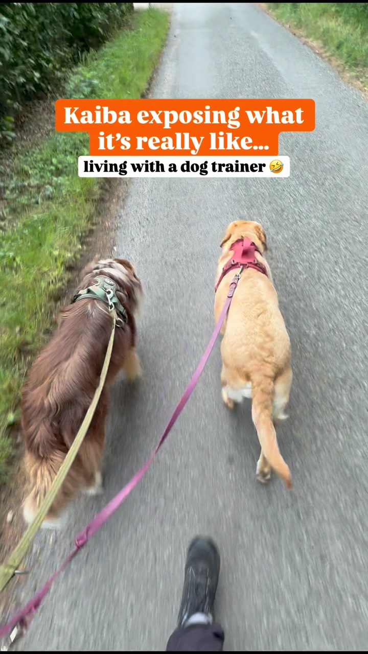 He definitely tells the others his social life is better than mine, and it’s true👀 do you think your dogs would gossip about you? 😂
#fridayfun
.
.
.
#bondfurever #doghumour #dogtrainer #dogtraining