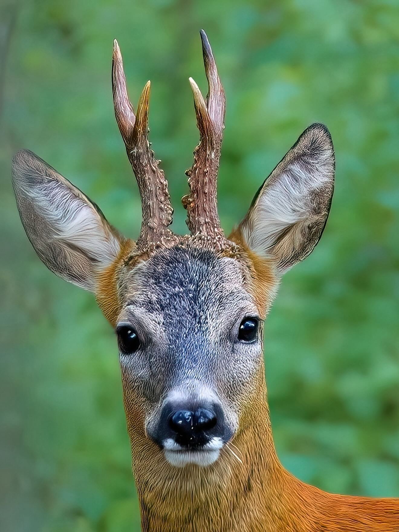Maibock ?
Der Mai gehört dem Rehbock. Zwischen Waldkante und Morgennebel.
Der Begriff wird in der Jagd und in der Wildküche häufig verwendet, weil die Jagd traditionell in vielen Regionen im Mai begann.