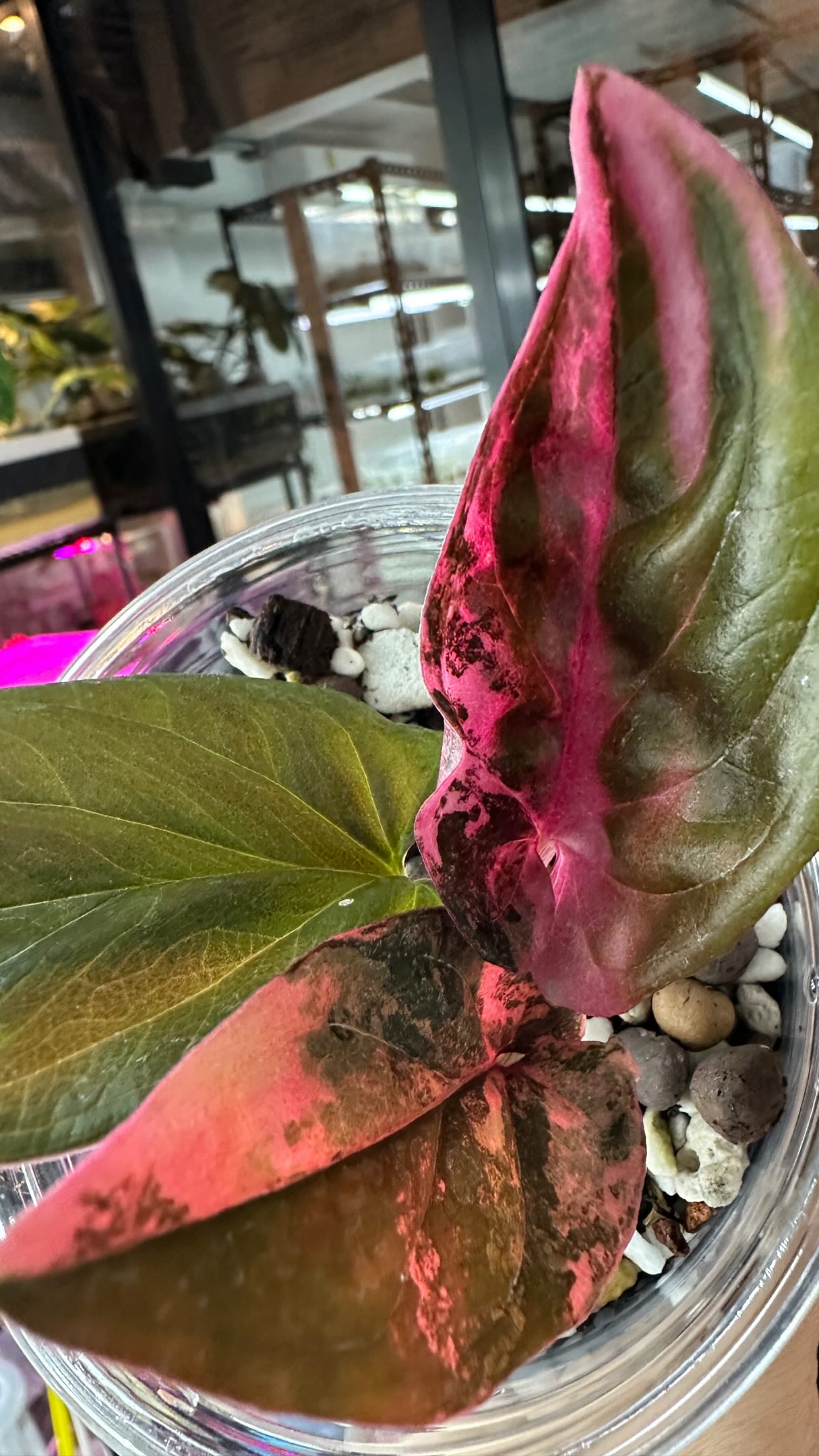 A rare syngonium with leaves that harden to a plethora of pastel colors 🌈
#syngoniumlovers #syngoniumredarrow #raresyngonium #rareplants #rareplantstissueculture