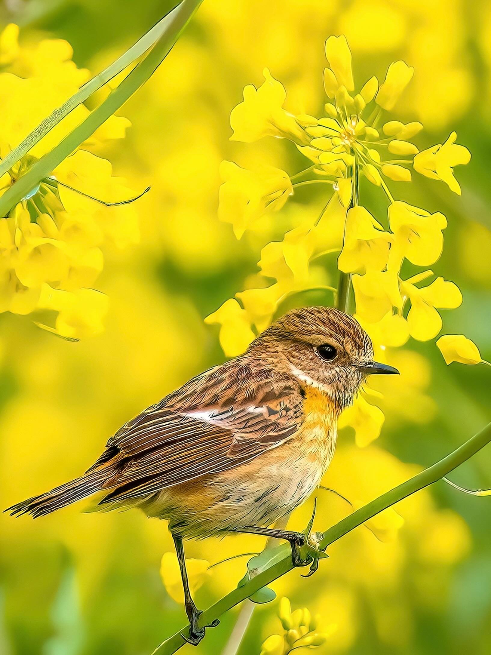 Das Schwarzkehlchen-Weibchen (Schwarzkehlchen) ist deutlich schlichter gefärbt als das Männchen, fast wie die „dezente Ausgabe“ des Vogels.
Kleiner Trick zum Erkennen:
Wenn du denkst „Schwarzkehlchen, aber ohne den Smoking“, ist es meistens das Weibchen. Das Männchen trägt den kompletten Kontrast-Look mit schwarzem Kopf und leuchtend orange Brust.