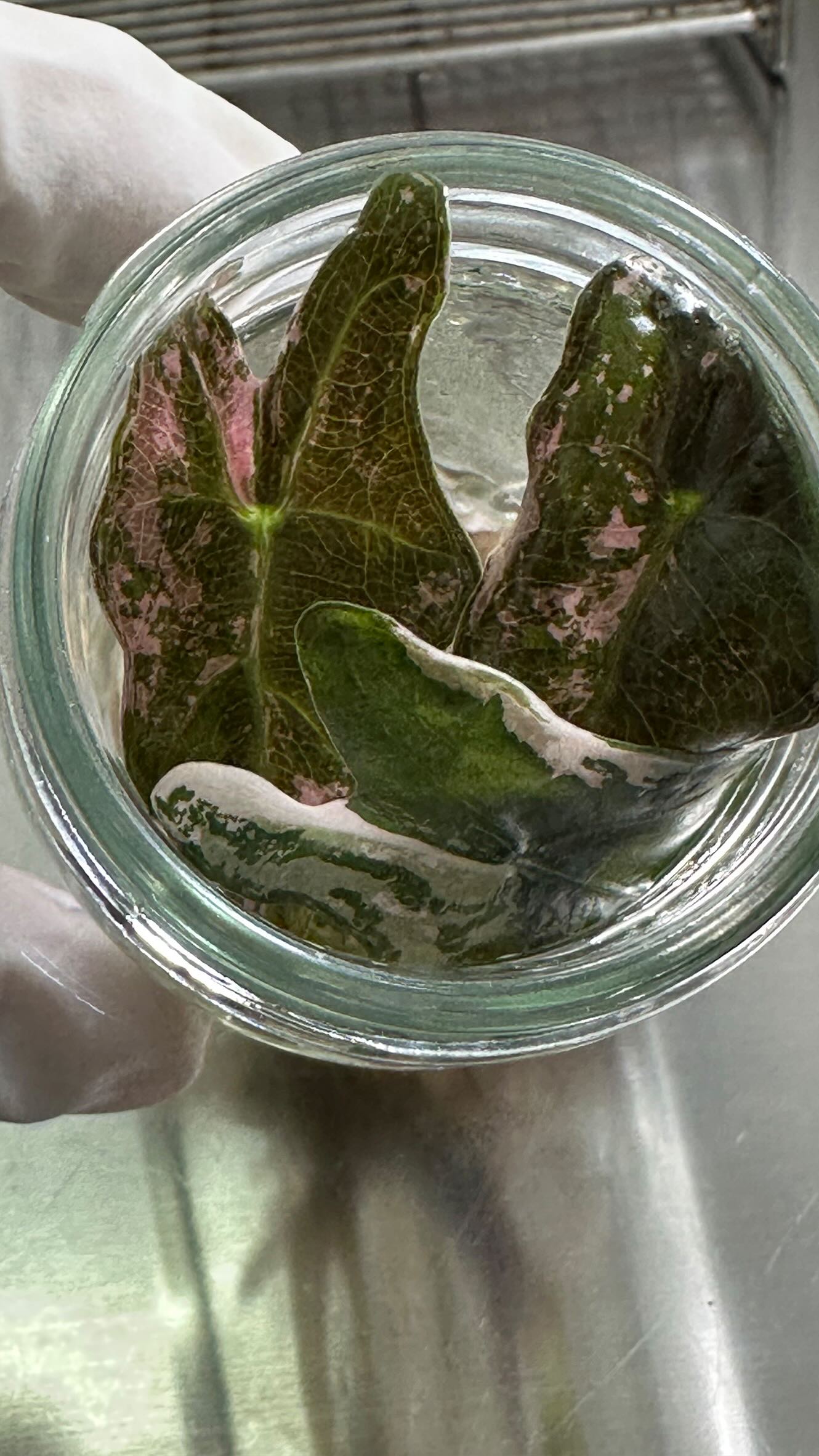 From initiation to acclimated plants, we work closely with our partners to supply a regular and steady supply of tissue culture 🧬 and potted plants 🪴 for their stores ❤️
Contact us if you there are specific plants you require cloned.
#tissueculture #tissueculturelab #rareplants #turnkey #rareplantstissueculture