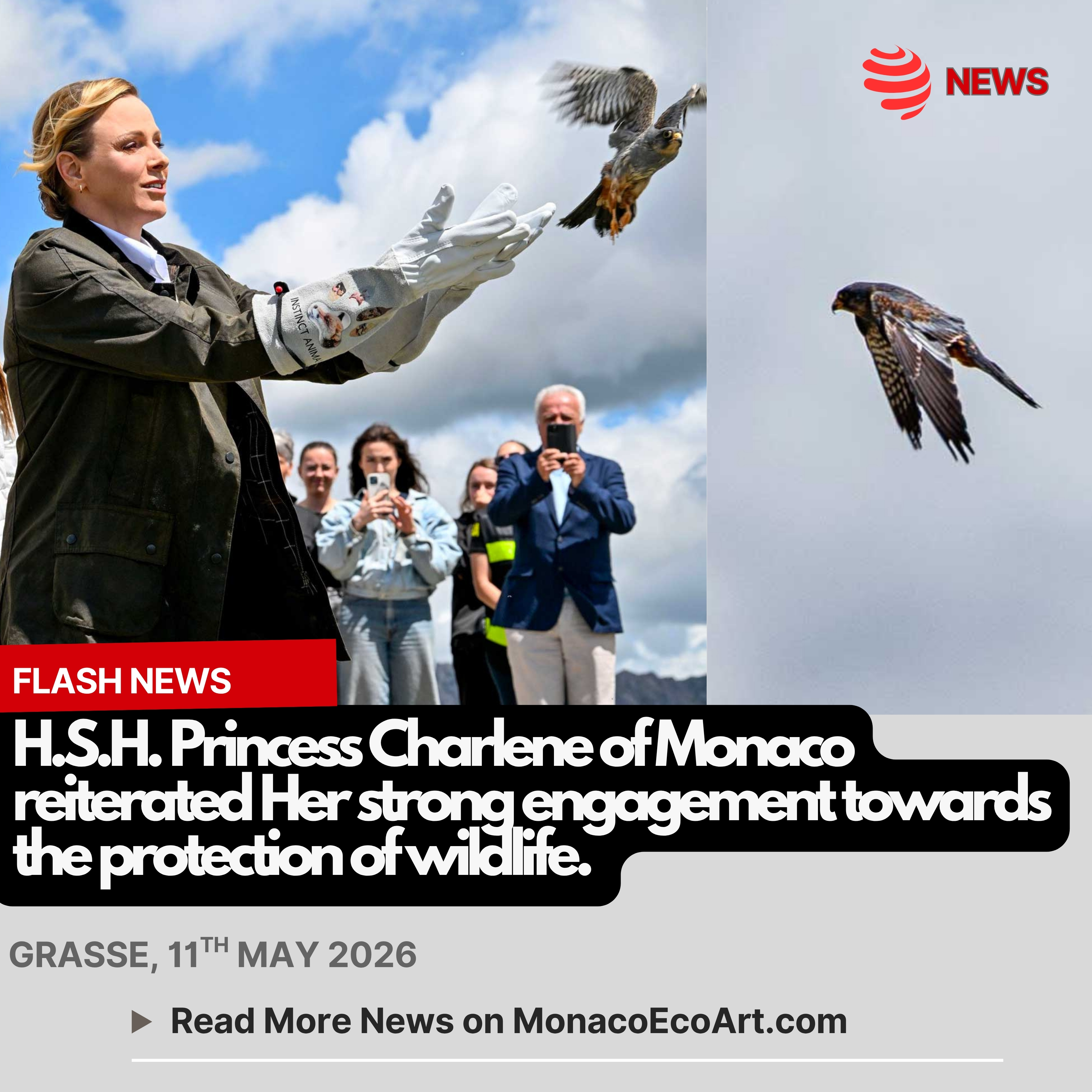 @mo.eco_art MonacoEcoArt.com #flash #news #princesscharlene #fauna #maritime #alps #nature #protection 🦅🏔️ On the 11th May 2026, H.S.H. Princess Charlene of Monaco reiterated her strong engagement towards the protection of #wildlife with a significant #ceremony, near Plateau de Calern Astronomic Observatory, in Caussols, north of Grasse, in which she released a cuckhoo #hawk back into the wild in the Maritime Alps Region 🪽🌐 The #bird of prey recovered after eight months of treatment from a severe fracture to the #wing, struck by electrocution thanks to the support of Instinct Animal – SOS, a Wildlife Care Center directed by Lucie Contet and Laura Bailo, operating at Var, Alpes-de-Haute-Provence and Hautes-Alpes region 👑🐾 In her opening speech, Princess Charlène, who leads the Monaco Society for the Protection of Animals, together with her brother, Gareth Wittstock (Vice-President), praised the essential work done every day by all #caregivers and #volunteers on behalf of the animals, announcing the beginning of a partnership with the Care Center, having been positively impressed by the falcon's story🪶🌊The cuckoo falcon (Falco Vespertinus) is a long-range migratory species that makes spectacular movements between African wintering grounds and Eurasian breeding grounds, often covering over 12,000 km (7,500 miles), including stretches above the #Mediterranean Sea and the #ocean, hunting insects and small reptiles 🔸 The males are completely gray, while the females have an orange head and belly 📸 © @palaisprincierdemonaco Michaël Alesi @fondationprincessecharlene - Layout and Contents by: © MonacoEcoArt