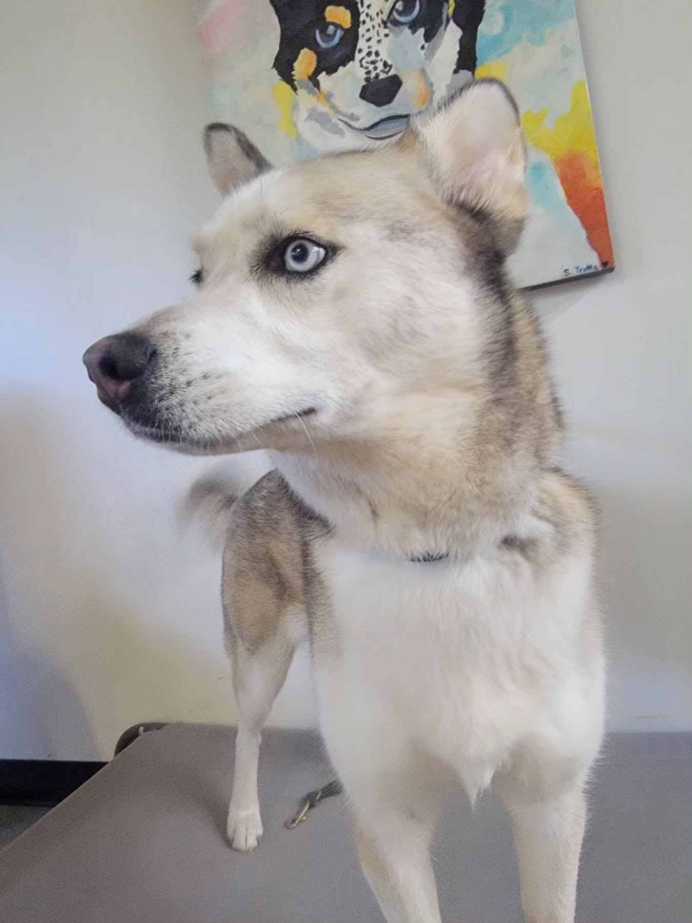 Lady Sapphire looking pensive