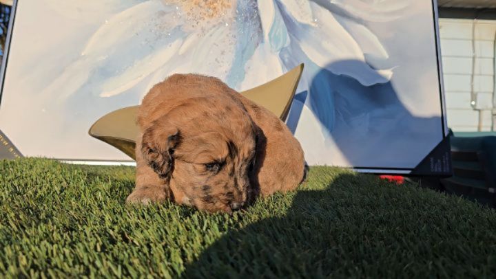 Giant Rolo, not available
4 weeks old. 5 lbs 12 oz