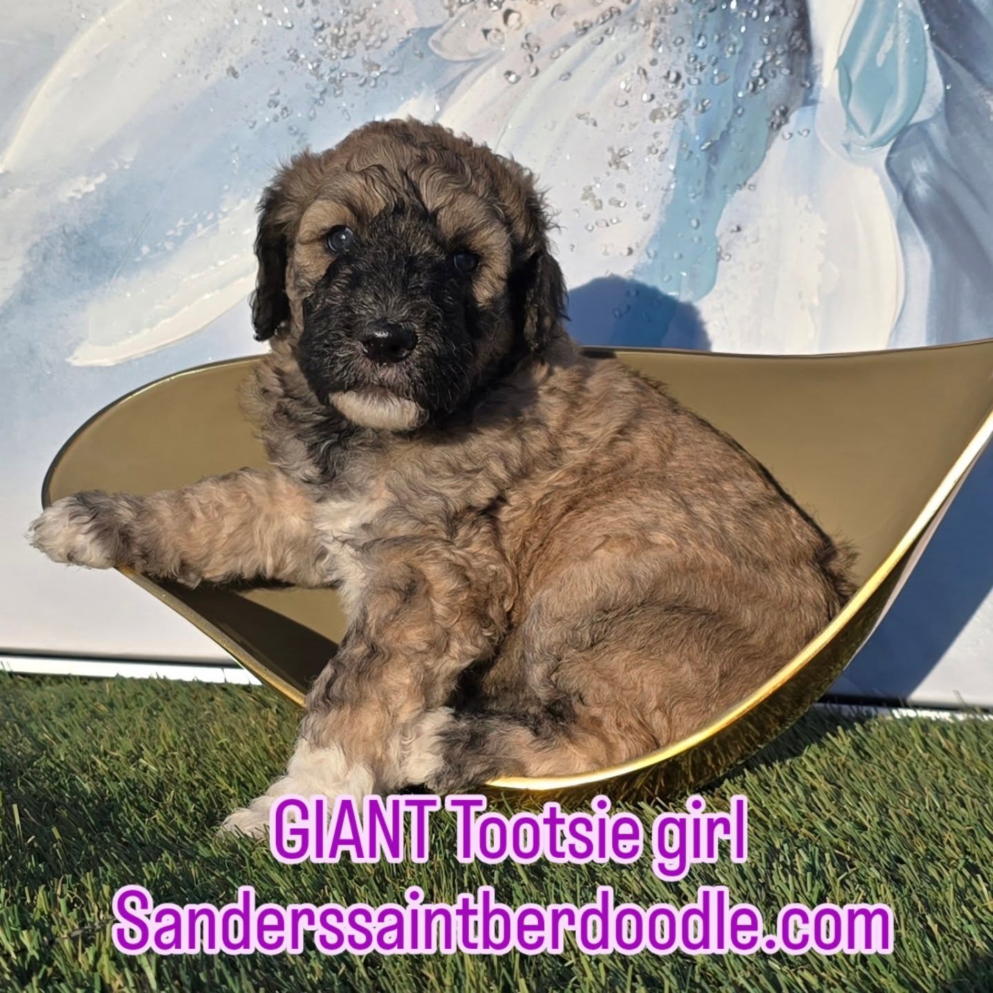 Available Giant Sanders Saint Berdoodle
Tootsie girl, 5 lb 9 oz 4 weeks old
.
.
.
#giants #gentlegiant #bestfriends #sanders_saint_berdoodle #kids