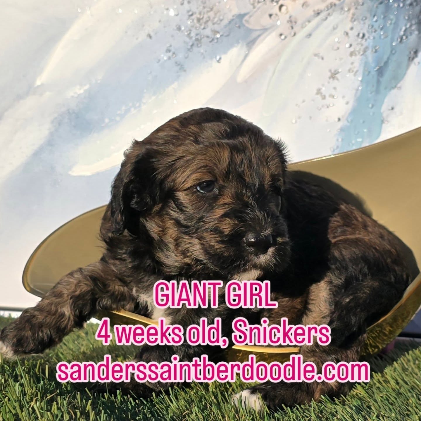 Giant of Giants, Snickers is huge.
4 weeks old 5 lbs 15 oz
#sanders_saint_berdoodle #saintbernard #gentlegiant #saintberdoodle #giant