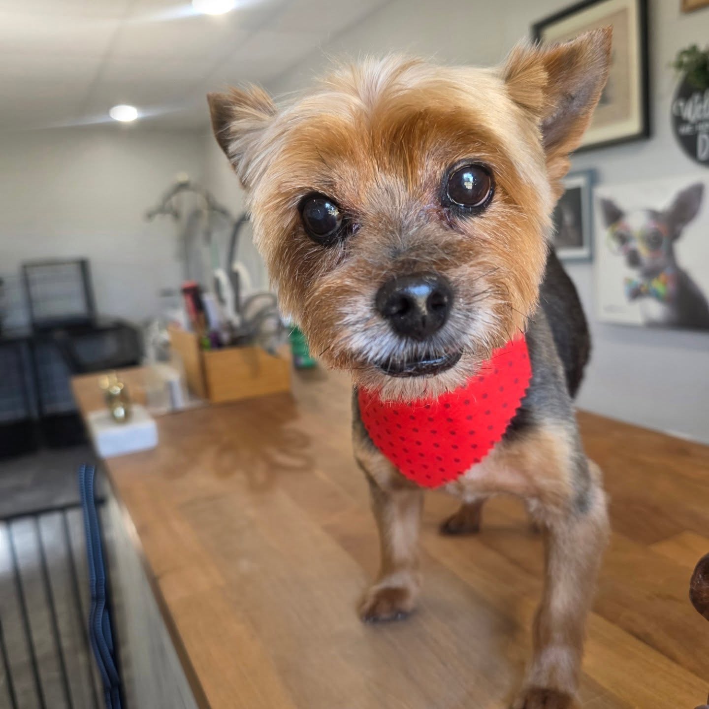 đ©” Sweet old Toby đ©”
#yorkiegram #plantcityfl #tobysgroomingplace