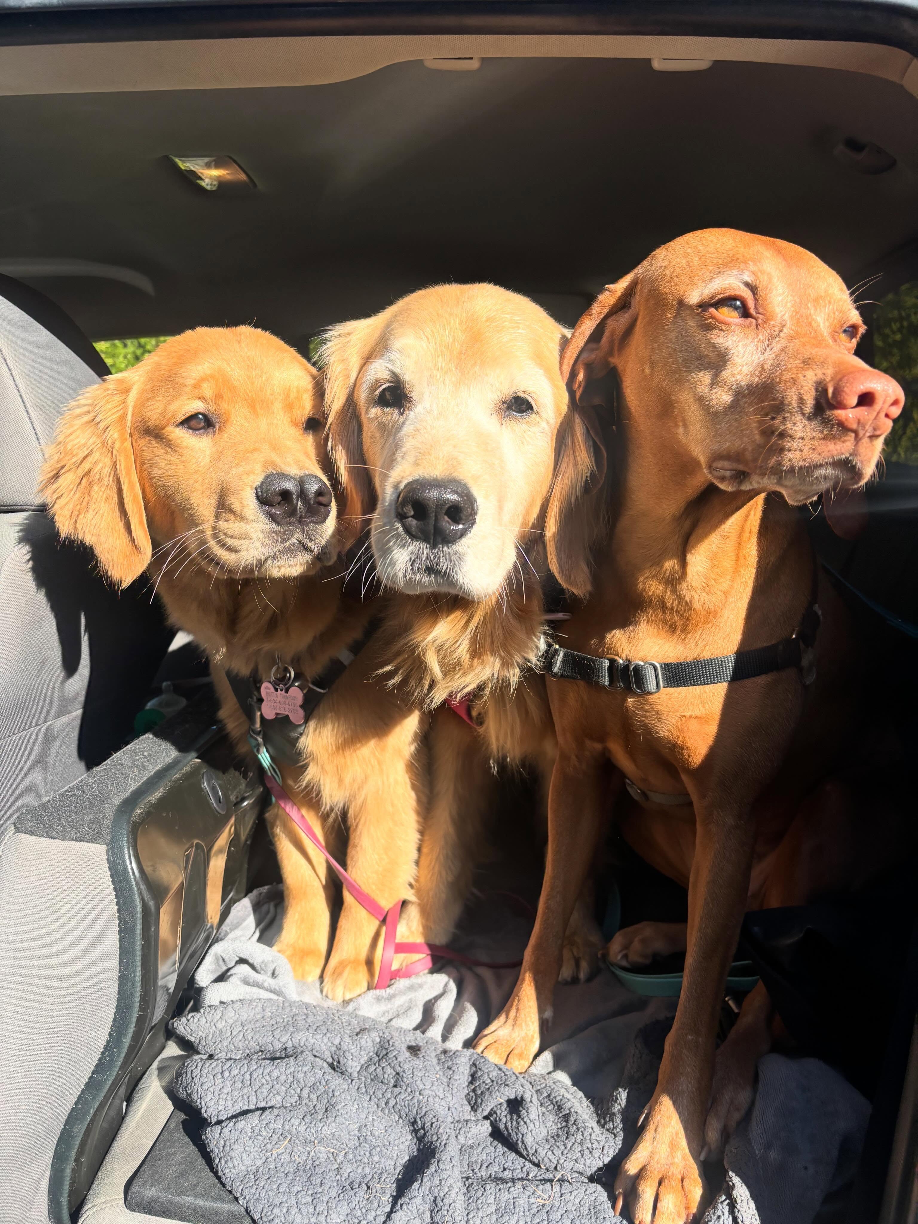 It's giving ✨GOLDEN ENERGY✨ with a side of Vizsla 🫡
Too adorable to keep all to ourselves 🩷🧡
#biscuitspetcare#golden#vizsla#goldenretrieverworld#goldenpuppy