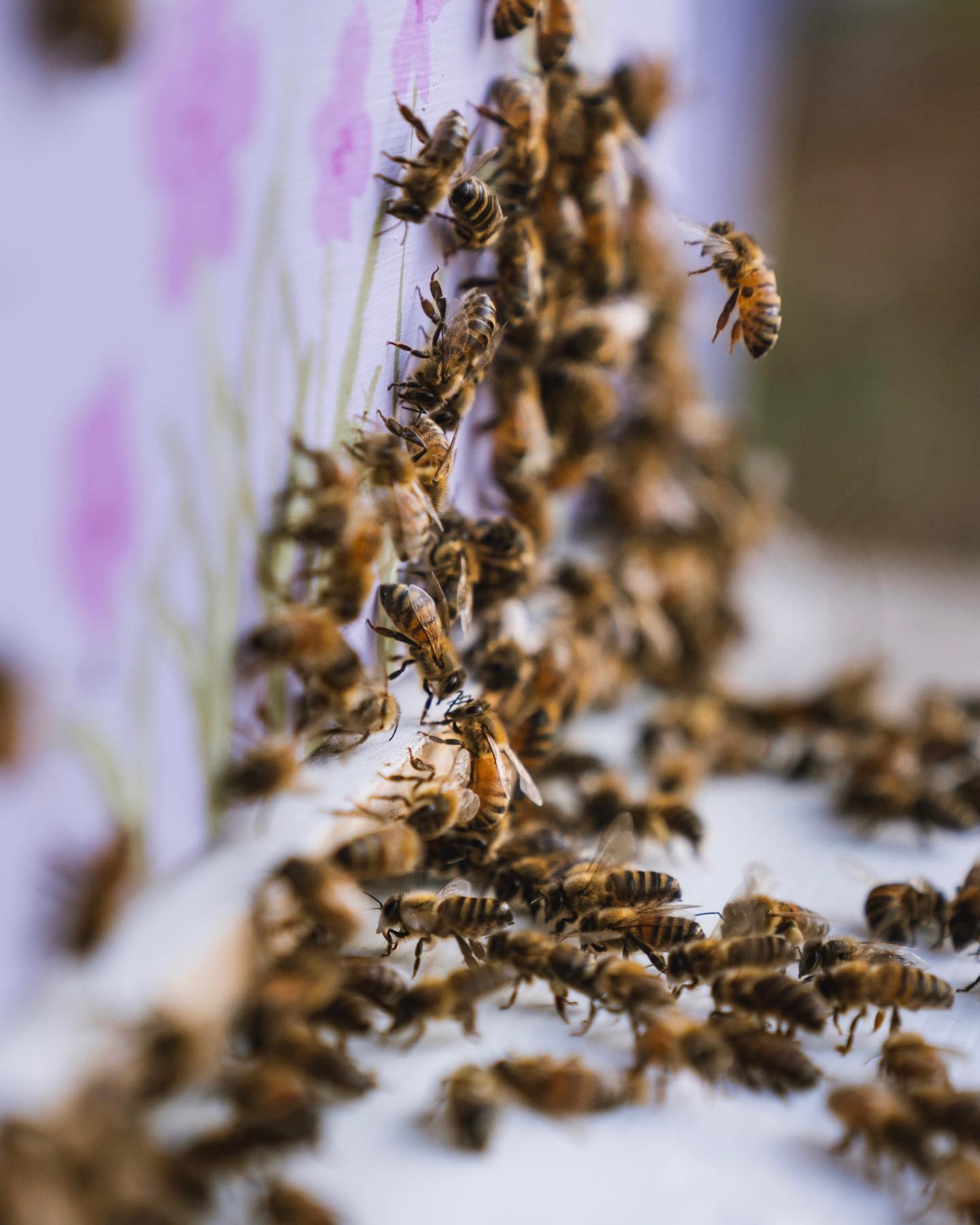 Final hive inspection before winter 🐝
Last spring, we went out and brought back our very first swarm of bees and put them in their new home 😊
It’s been such a cool experience learning all about these amazing little creatures and watching them work very hard all summer long filling up the hive full of wax and honey 🍯
Very proud of my bee keeping wife @stephaniejaneee 😍