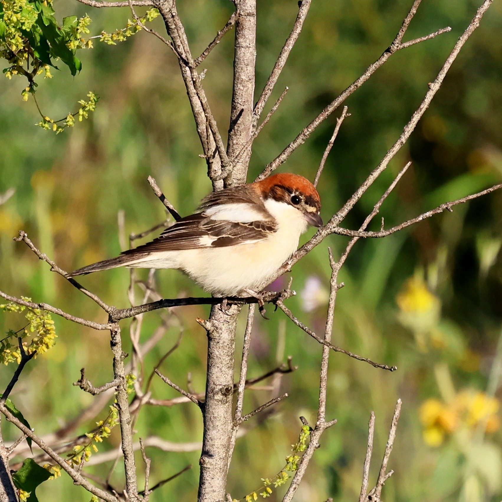 A woodchat shrike enjoying the sunrise.
#islandwildlife #kefaloniawildlife #greekwildlife #guidedwildlifewalks #birdlovers