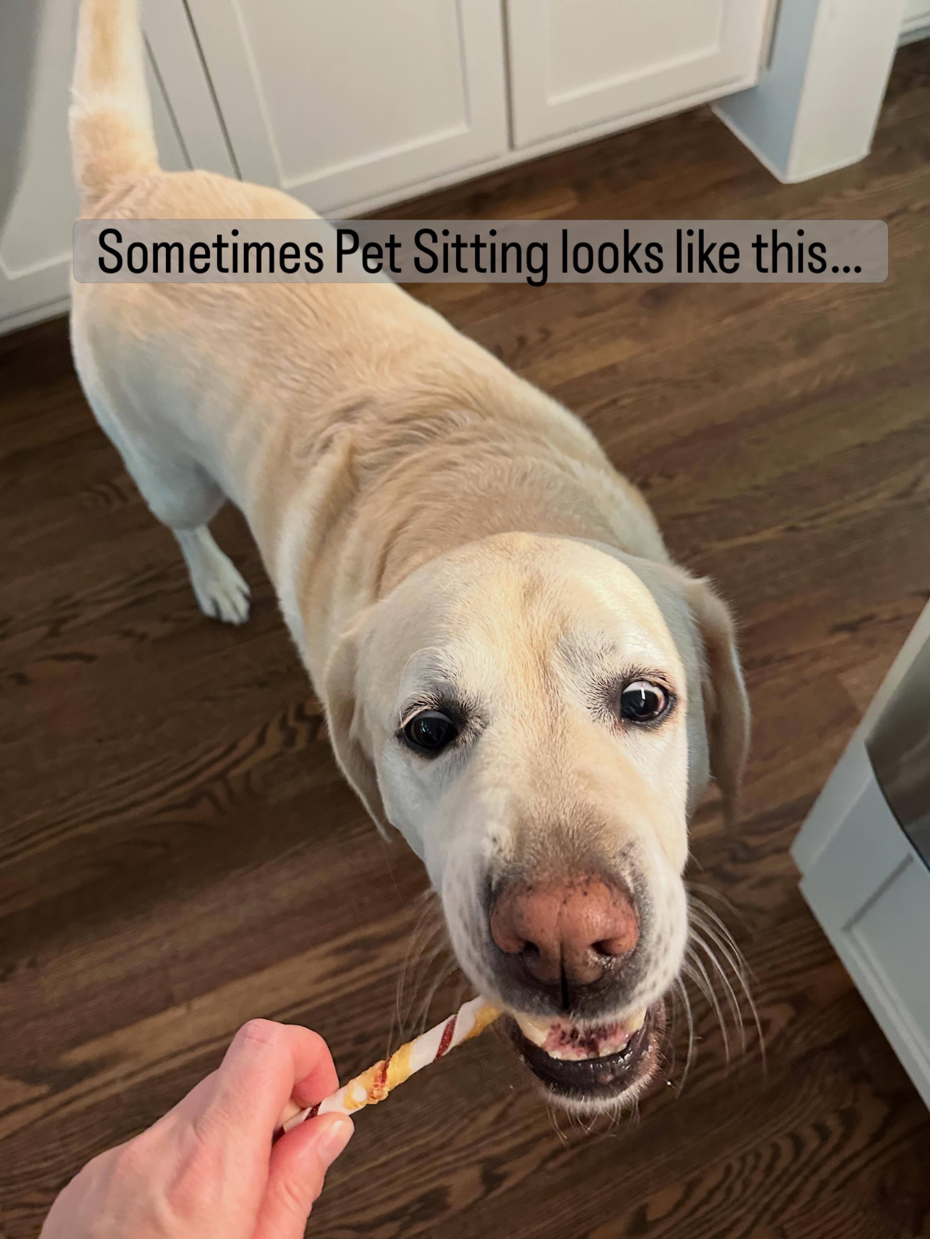 Brut was showing signs of an ear infection and a hematoma - I communicated with his parents (while they are away traveling) to let them know he needed a vet visit.
Dr. Wright and the team @lakewoodvetcenter took such good care of us! Brut is on the mend and looking fly!
Everyday is a little different when it comes to pet sitting. Lots of days are snuggles and fetch, but sometimes we have vet days. I’m proud to say I knew the signs that he needed to be seen by the vet and communicated with his parents.
To see more of Brut’s fashion from “cone-ville” to “little red riding hood” with his No Flap Ear Wrap, check out my stories!
He’s been a trooper through it all. He lets me clean his ear, milk the hematoma multiple times a day and is taking his meds like a champ 👏
Pets are the best! Pro pet sitters Rule! Vets are Amazing!! Sometimes it takes a whole team of pet loving people 🐾💜
Katie’s Pet Pals
East Dallas Pet Sitting
katiespetpals.com