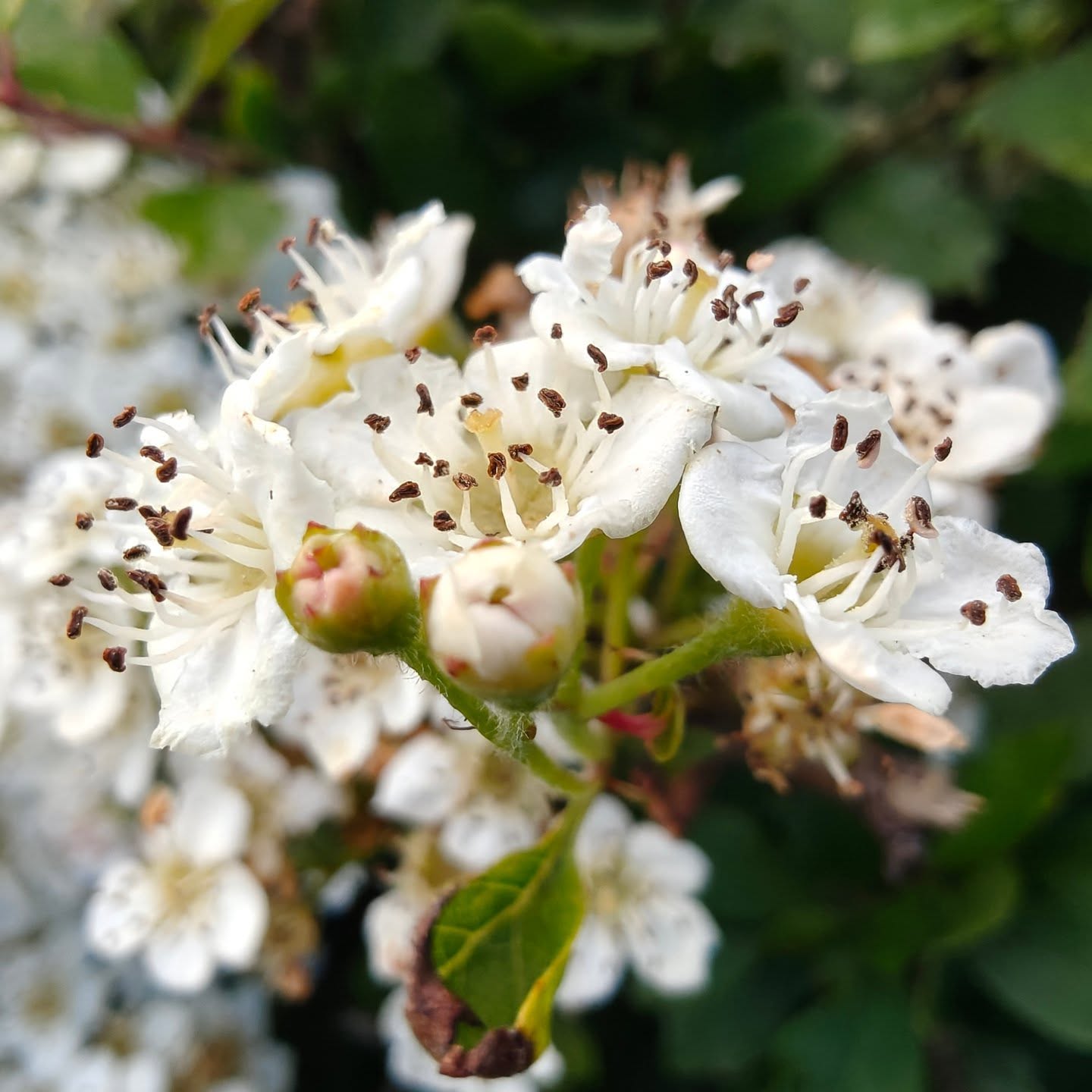 Our walk to the beach was absolutely lovely! 🌸 The air was filled with the most incredible, heady scent of blossoming flowers. I truly wish you could all experience this beautiful aroma! 👃💖 #NatureLover #Blossom