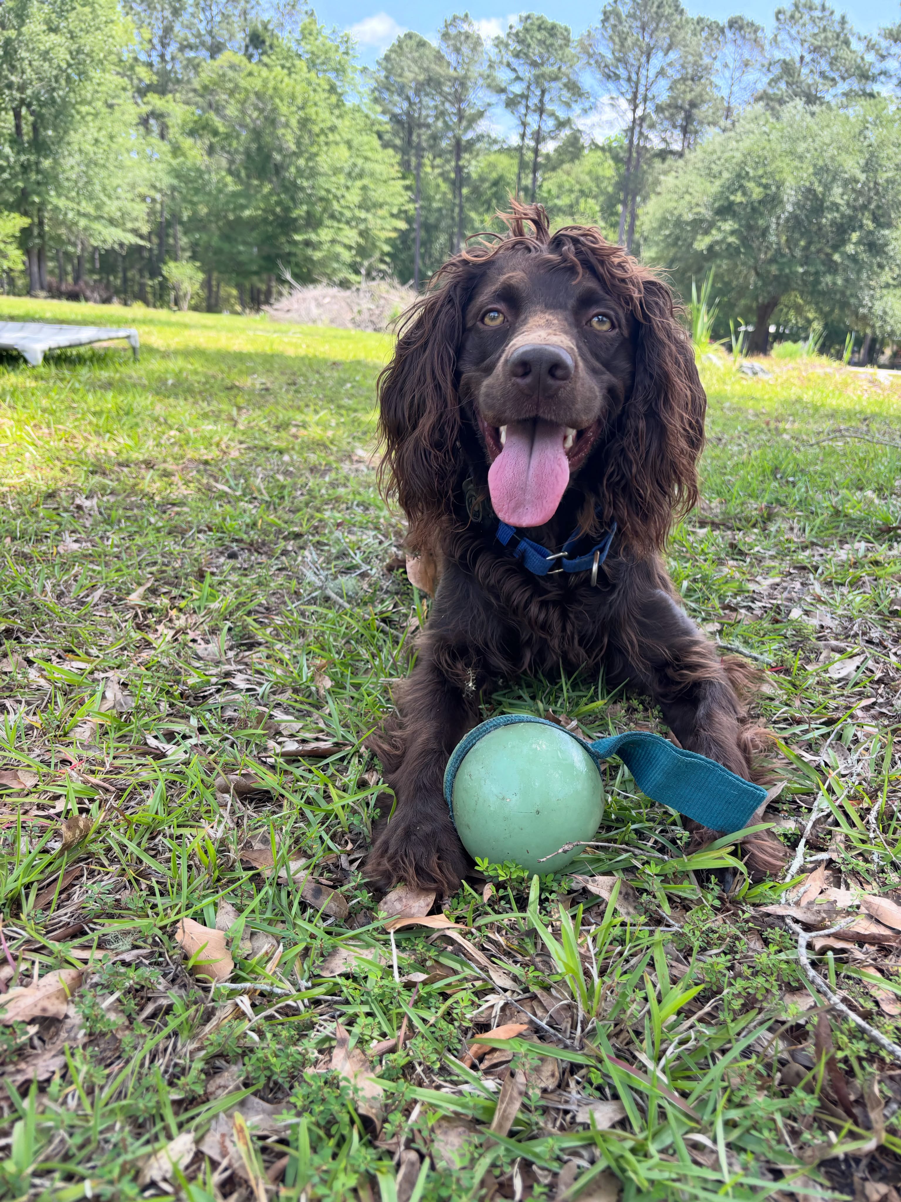 The Toy is the Trophy
If your dog is toy-motivated, you’re sitting on a goldmine. But here’s the secret: stop leaving the toys in the toy box. To build real engagement, the toy should be the reward, not just a distraction.
🛑 The Rule: Permission First
Don’t just chuck the ball! Use a release command to bridge the gap between „work“ and „play.“ You want them to understand that the behavior earns the fun.
🌲 This Week’s Field Work:
The Gatekeeper: Have your dog sit or down. Hold the toy out. Wait for eye contact, then give your release word, and toss it.
Tug-to-Task: Play a high-intensity game of tug for 10 seconds. Command „Out“ or „Drop.“ The second they let go and offer a „Down,“ immediately release them with your release word right back into the game.
#dogtrainingisfun #dogtrainingtips #dogsofsavannah
