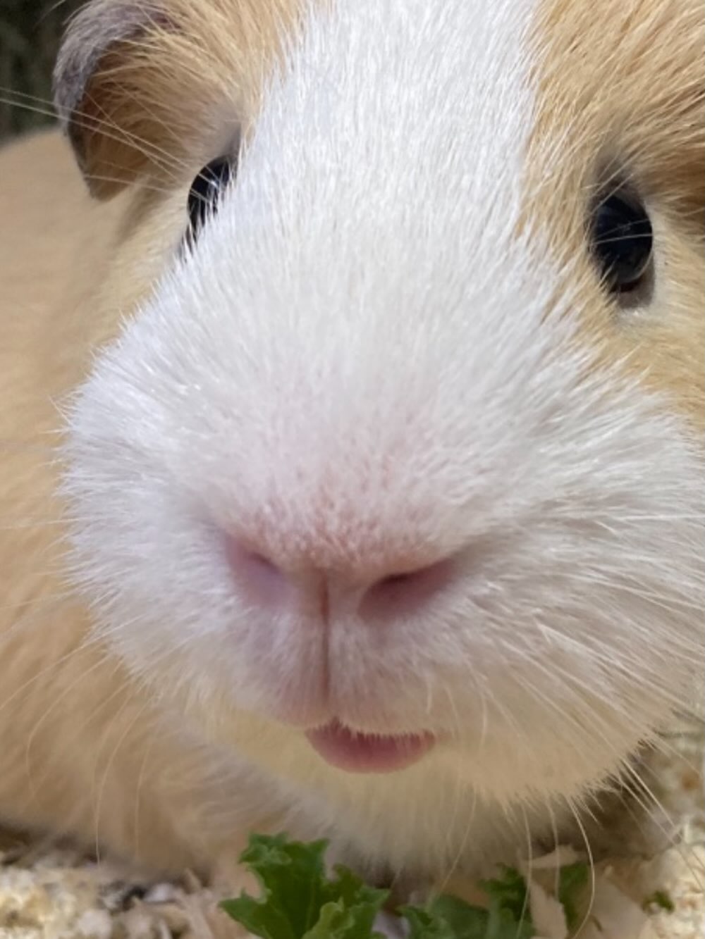 Words of wisdom with Howie :- Your peace is more important than someone else’s chaos 🩵🌼 #wordsofwisdom #wordsofwisdomwednesday #guineapigs