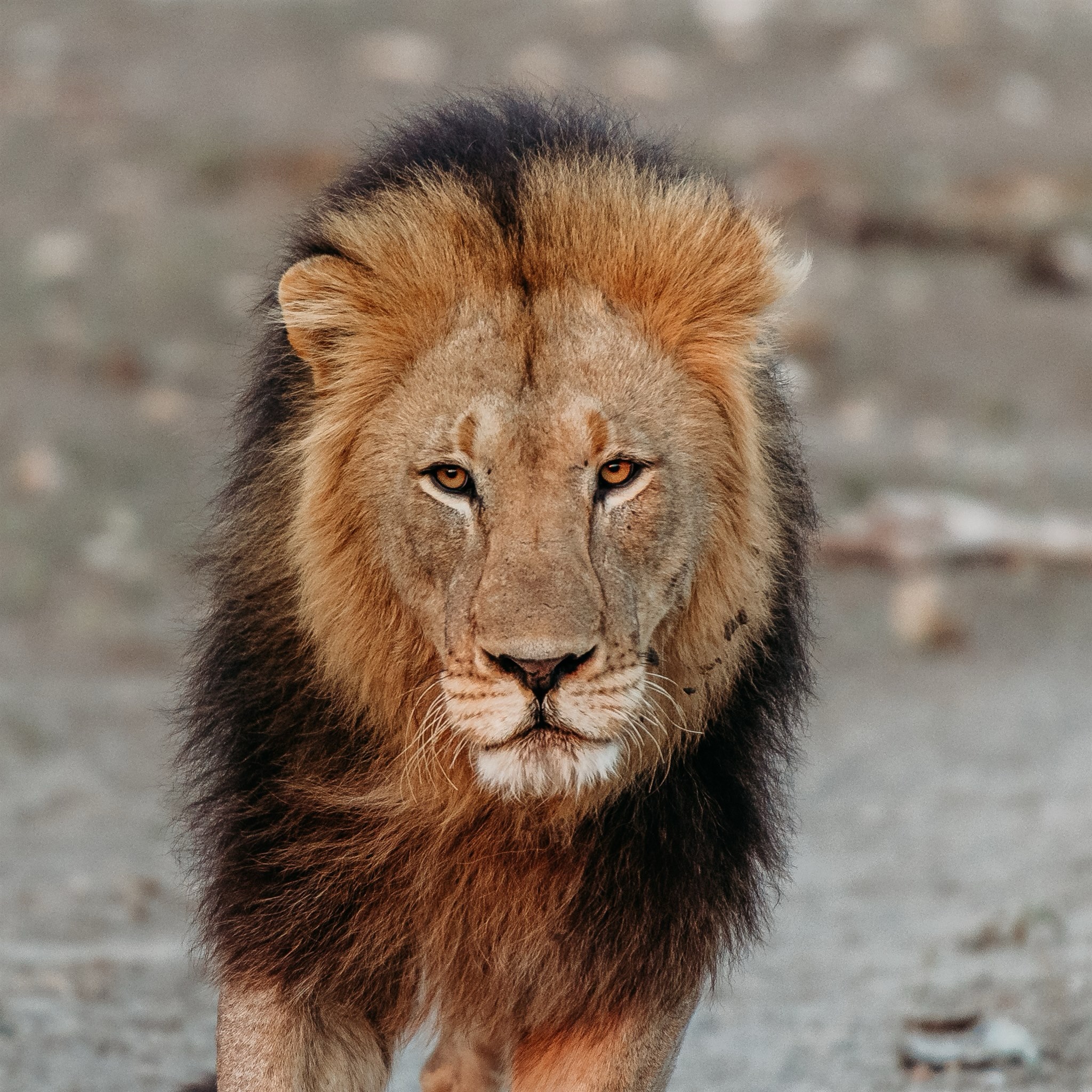 One of the greatest blessings of living on the continent these past 3 years has been experiencing safari as a family. There is something unreal about seeing these animals in their natural environment with no fences, no cages, and no filters.
From elephants crossing right in front of us, to lions staring directly into the vehicle, every drive through the Madikwe region reminded us how powerful and beautiful nature really is.
Weโve been fortunate enough to see just about every animalโฆ except that sneaky leopard that somehow always stayed one step ahead of us. Maybe that just means we have to keep coming back. ๐ฆ๐๐ฆ
#Madikwe #SafariLife #SouthAfricaTravel #AfricanSafari #WildlifePhotography