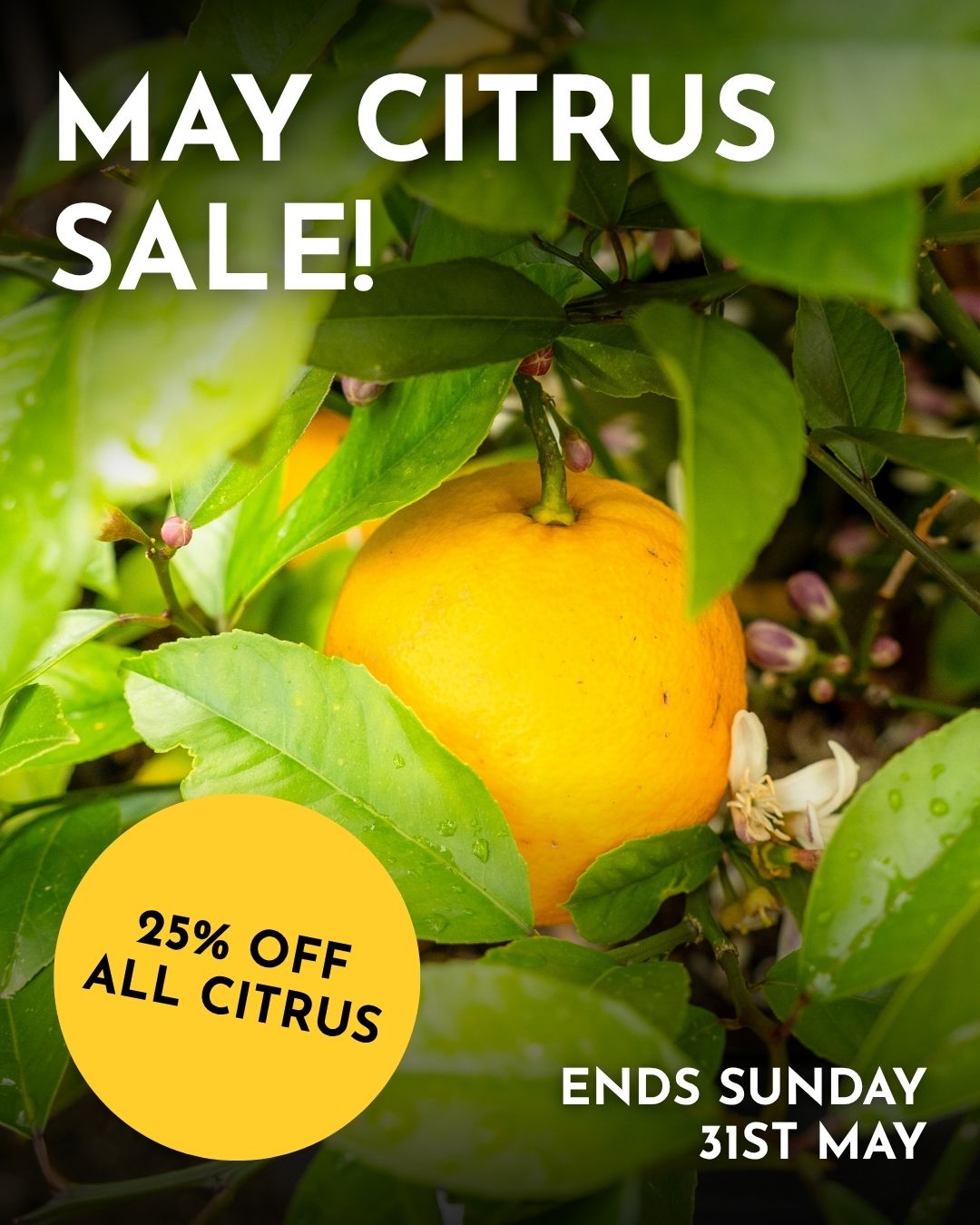 Twenty-five percent off all citrus stock at Macedon Nursery & Garden Supplies throughout May. No exclusions, the full range is included.
Autumn is actually a sound time to plant citrus in the Macedon Ranges. The soil is still warm enough to encourage root establishment, and getting trees in the ground now means less transplant stress than planting in the heat of summer. Lemons, limes, oranges, mandarins and cumquats are all in stock.
#macedonnursery #citrus #macedonrangesgardens