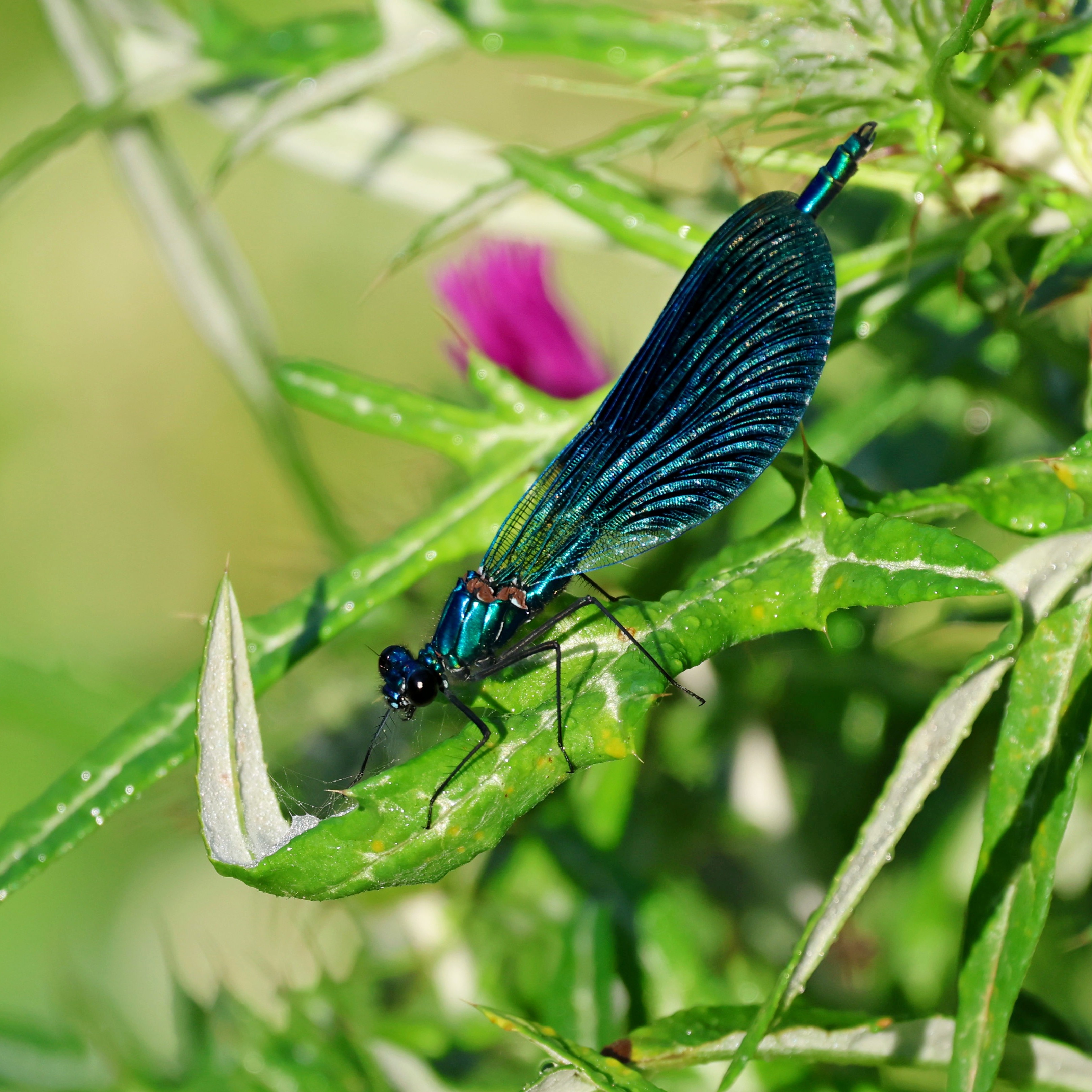 A female beautiful demoiselle at Avithos Lake.
#islandwildlife #kefaloniawildlife #greekwildlife #guidedwildlifewalks #insect