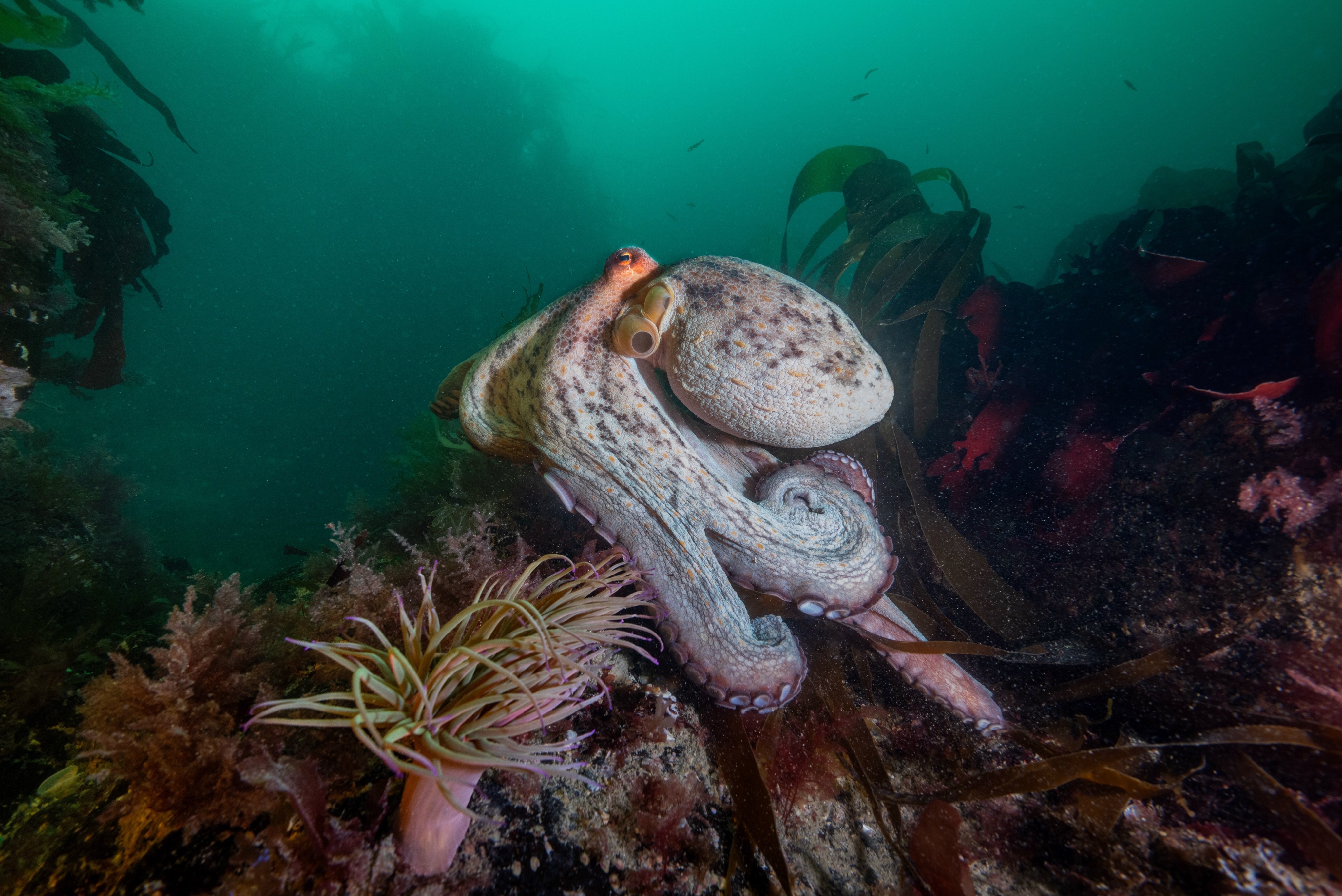 Managed to spend the weekend @porthkerris.divers with @aaronsanders_photography. First octopus photos of this year definitely getting back down there for some more encounters.
Shot on the Nikon Z8 + 16-35mm
@nauticamhousings
@nikoneurope
@backscattervideophoto
#diving #underwater #photography #cornwall #oceanlife