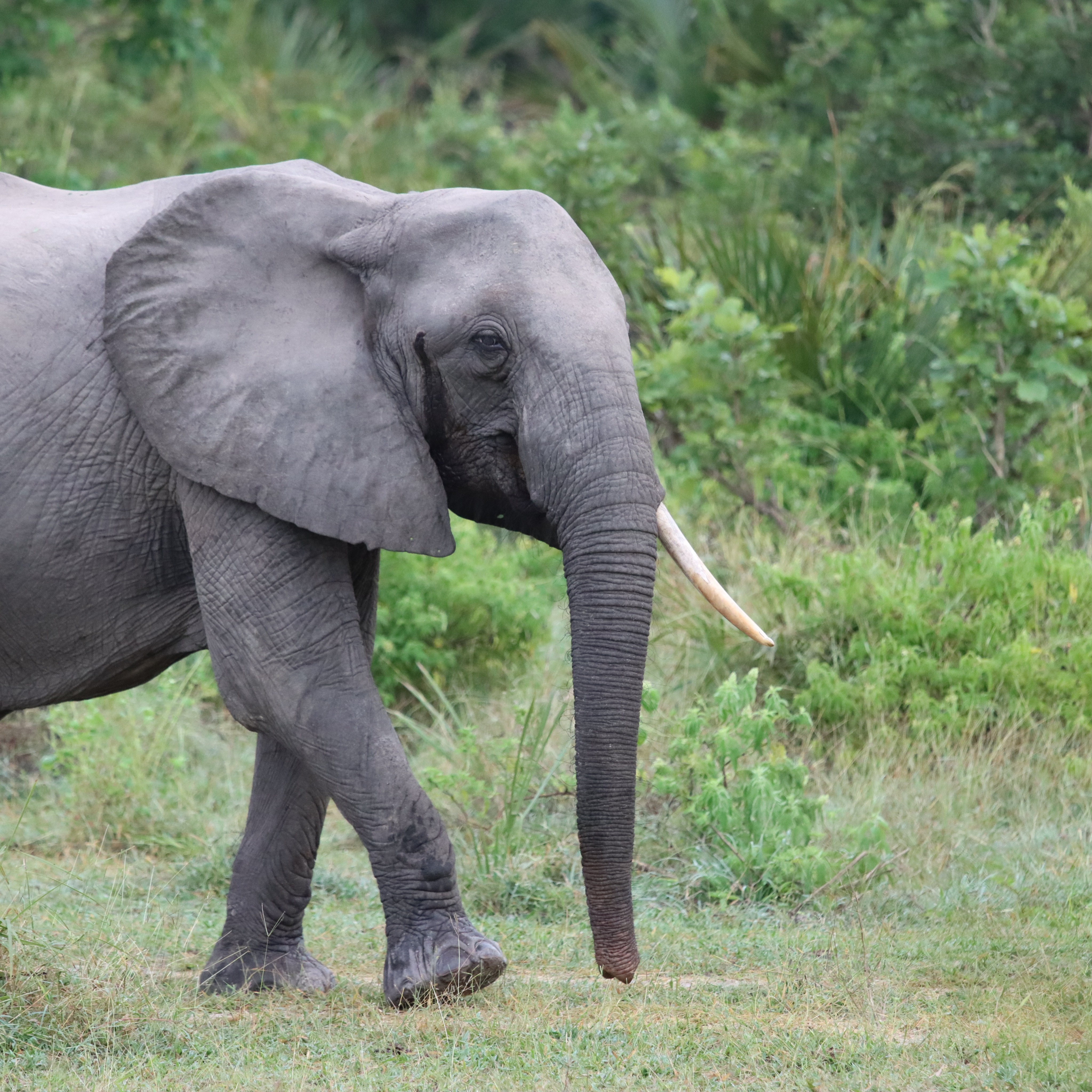 Lovely encounter between Porini Camp and Beho Beho Airstrip — a herd of elephants up close in the heart of the bush. Truly one of those unforgettable safari moments. 🐘✨ #WanyamaporiSafari #SafariMoments #Selous #NyerereNationalPark #AfricanSafari