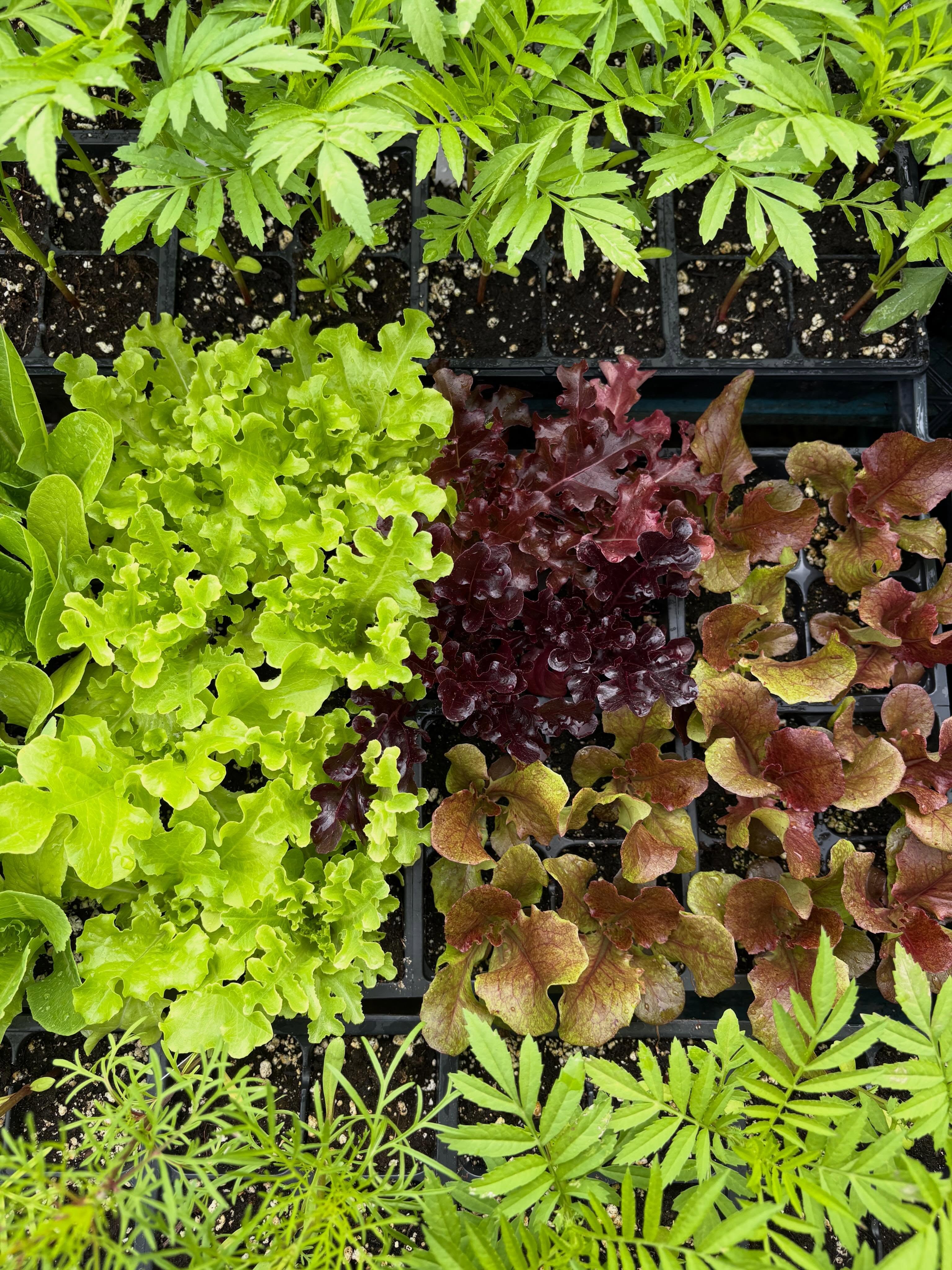 Super excited about our annual seedling sale kicking off this weekend!!!!
From 10:00-2:00 we’ll have our awesome farmers on duty to help you pick out plants, answer questions, and offer gardening advice!
Stop by and say hi!
#seedlingsale #saturday #sunday #garden #farm