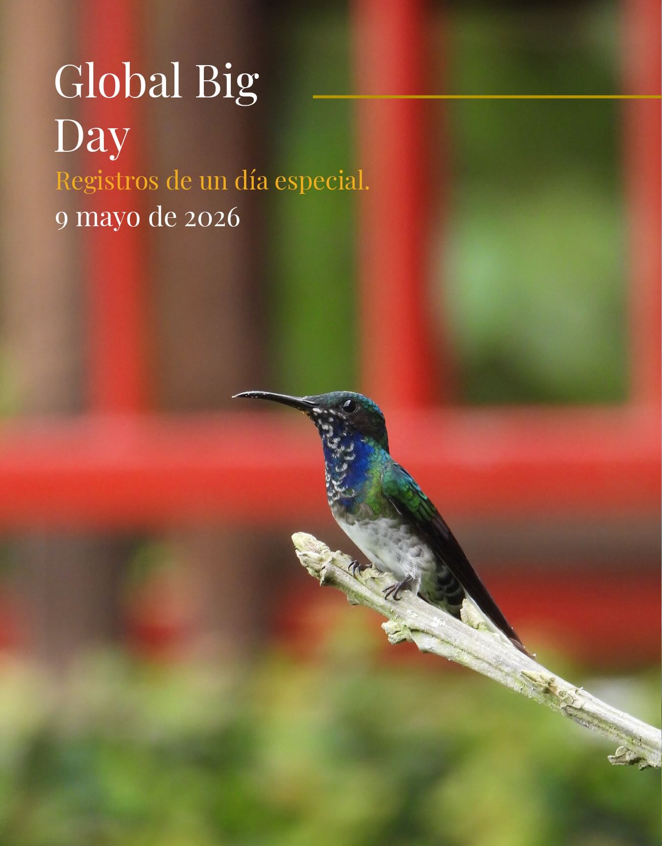 🌍🐦 ¡Celebramos el Global Big Day! 🎉📊
En Paraíso Verde, estamos emocionados de participar en el Global Big Day, un evento que une a observadores de aves de todo el mundo. Este año hemos tenido unos resultados increíbles:
En Paraíso Verde: Registramos 105 especies.
En Colombia: ¡Nuestros observadores se unieron para registrar más de 1,562 especies en un solo día!
A Nivel Mundial: Este año, los participantes de todo el mundo lograron identificar más de 8.016 especies de aves.
Estas cifras muestran la increíble diversidad aviar que tenemos en Colombia y la importancia de proteger nuestros ecosistemas. Gracias a todos los que hicieron parte de este día especial. ¡Sigamos disfrutando y cuidando de nuestras aves! 🌿💚
ENG/
At Paraíso Verde, we are excited to participate in Global Big Day, an event that brings together birdwatchers from all over the world. This year, we have seen some incredible results:
At Paraíso Verde: We recorded 105 species.
In Colombia: Our observers came together to register over 1,562 species in a single day!
Worldwide: This year, participants around the globe identified more than 8,016 species of birds.
These numbers highlight the incredible avian diversity we have in Colombia and the importance of protecting our ecosystems. Thank you to everyone who was part of this special day. Let’s continue to enjoy and care for our birds! 🌿💚
#GlobalBigDay #ObservaciónDeAves #Biodiversidad #ParaísoVerde #Colombia NatureLovers